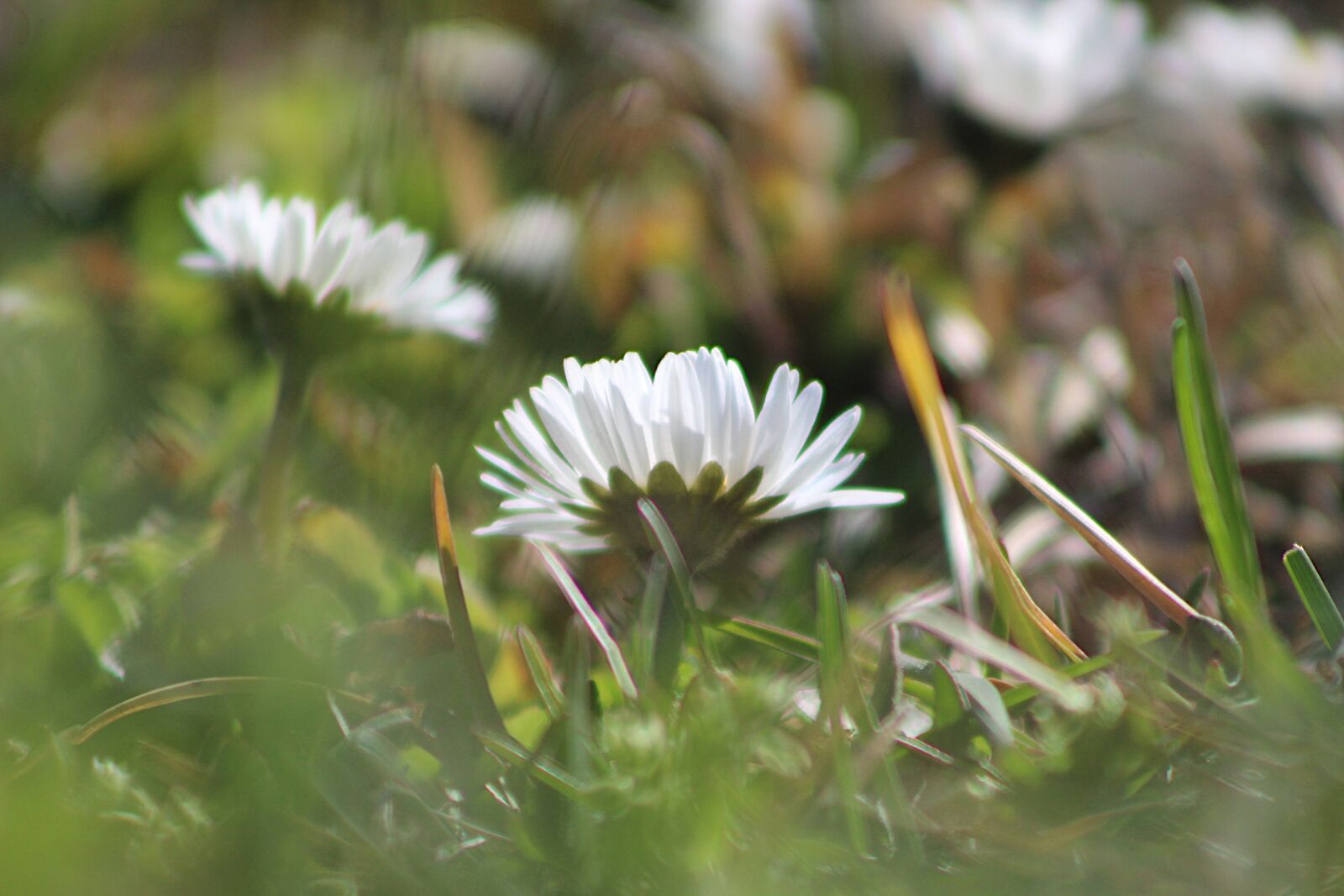 Canon EOS 4000D (EOS Rebel T100 / EOS 3000D) sample photo. Nature, plants, meadow photography