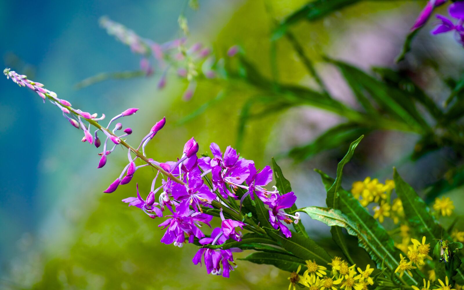 Nikon D5000 sample photo. Flower, nice, bella photography