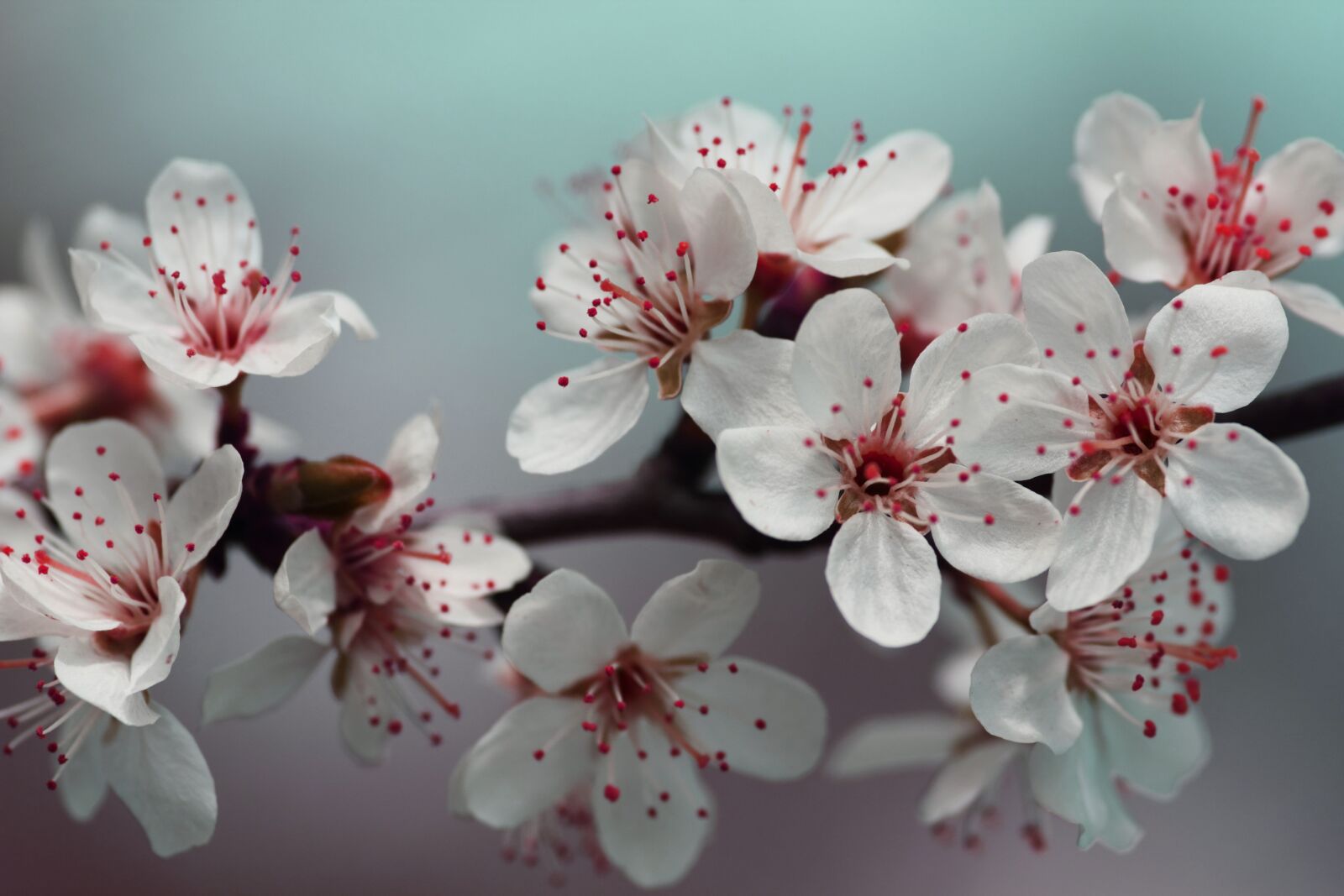 Canon EOS 550D (EOS Rebel T2i / EOS Kiss X4) sample photo. Beautiful, blooming, blossom, blossoming photography