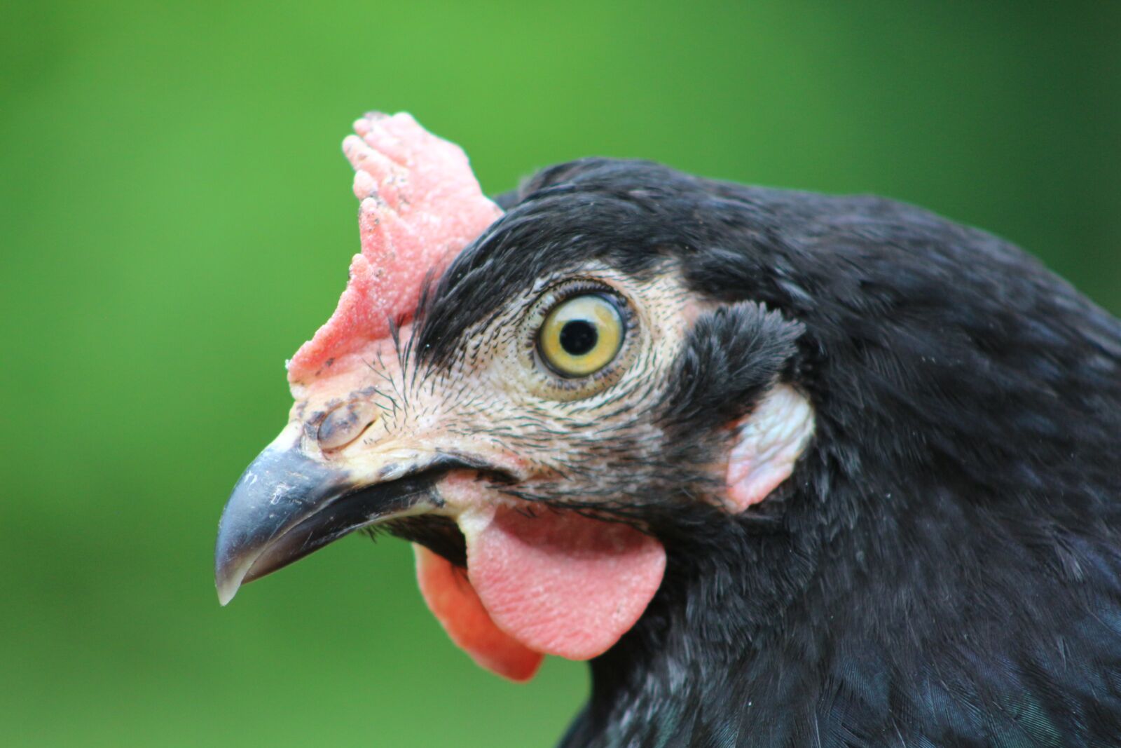 Canon EOS 700D (EOS Rebel T5i / EOS Kiss X7i) sample photo. Chicken, hen, poultry photography