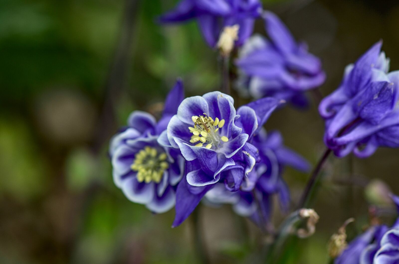 Nikon D7000 sample photo. Columbine, flower, blue photography