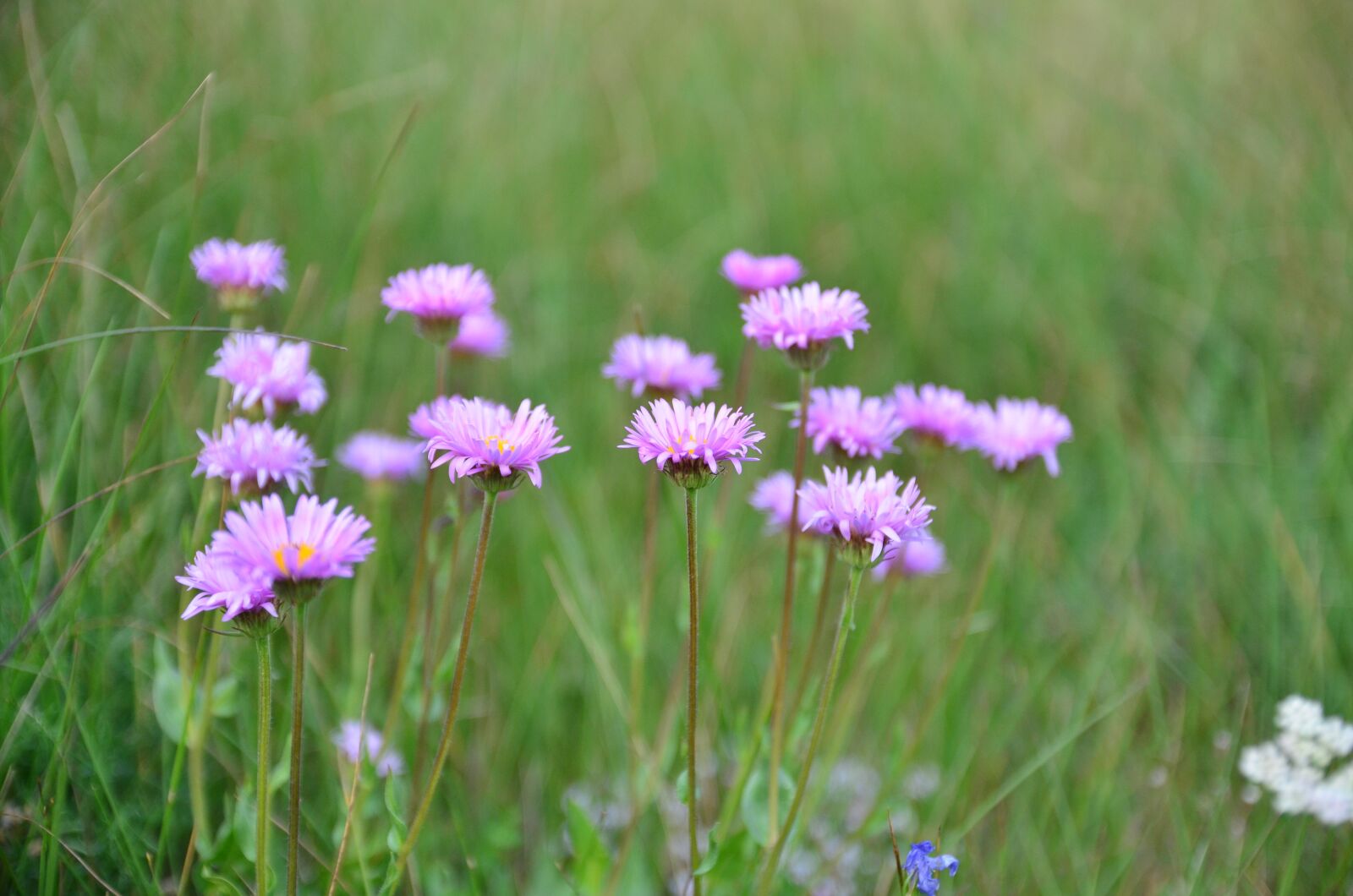 Nikon D5100 sample photo. Nature, flower, plant photography