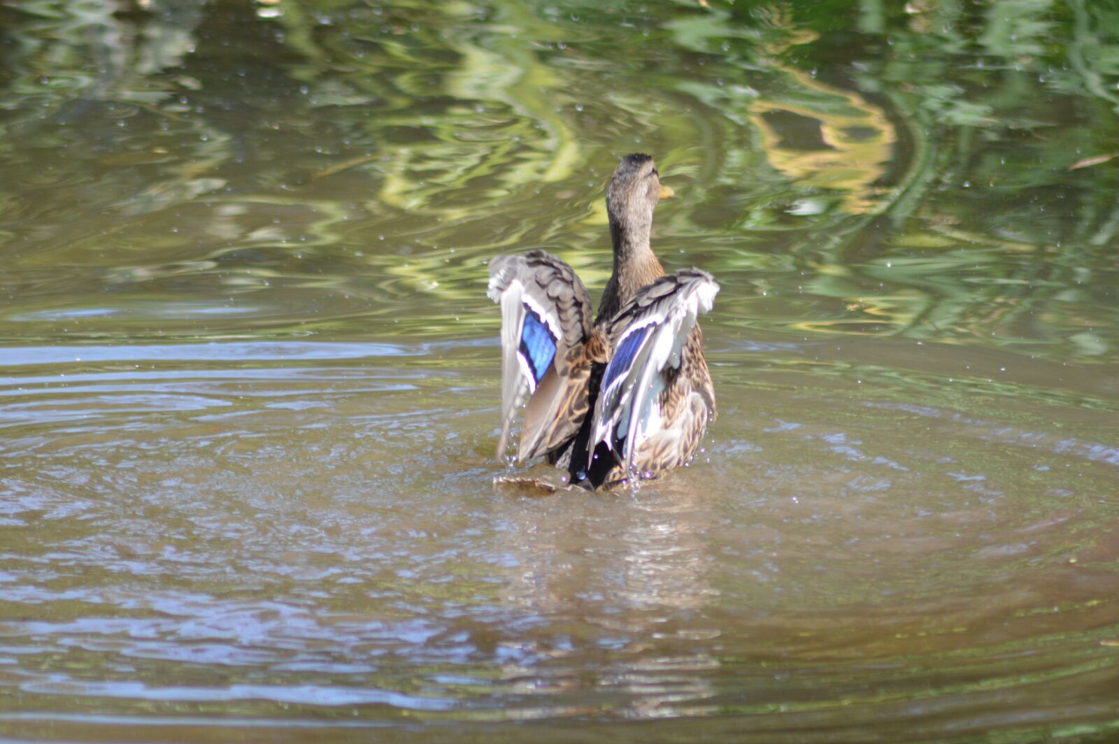 Nikon D3200 sample photo. Wild ducks, lake, animal photography