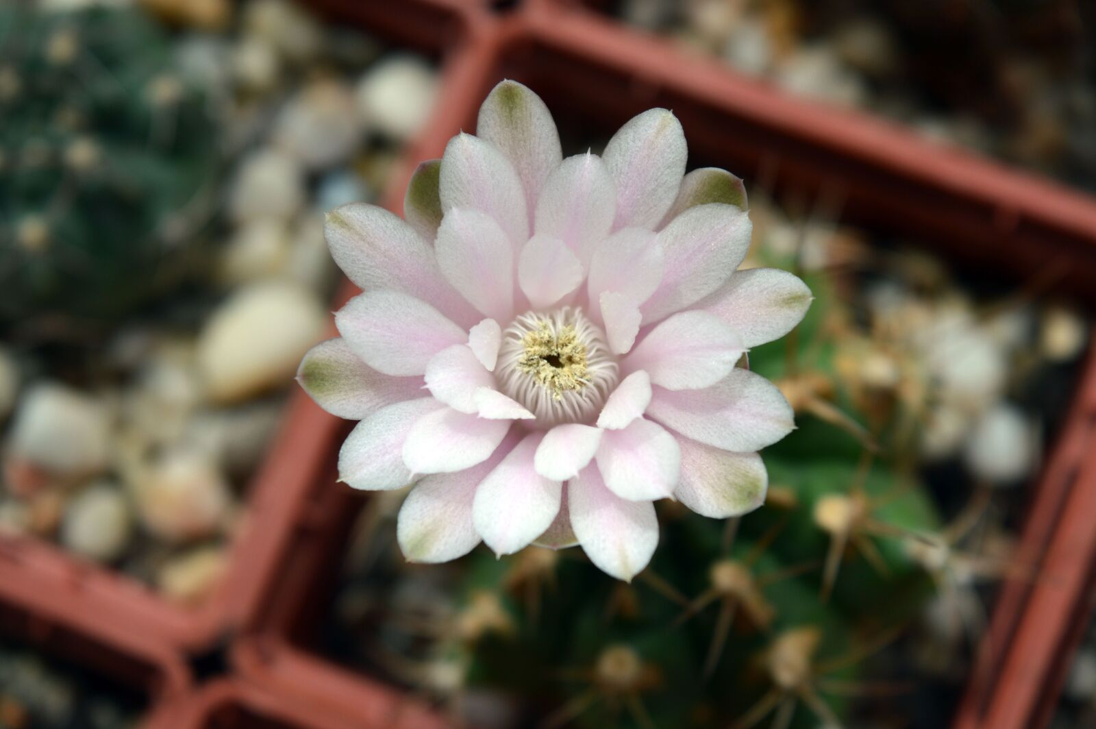 Nikon D3200 sample photo. Cactus flower, gymnocalycium, indoor photography