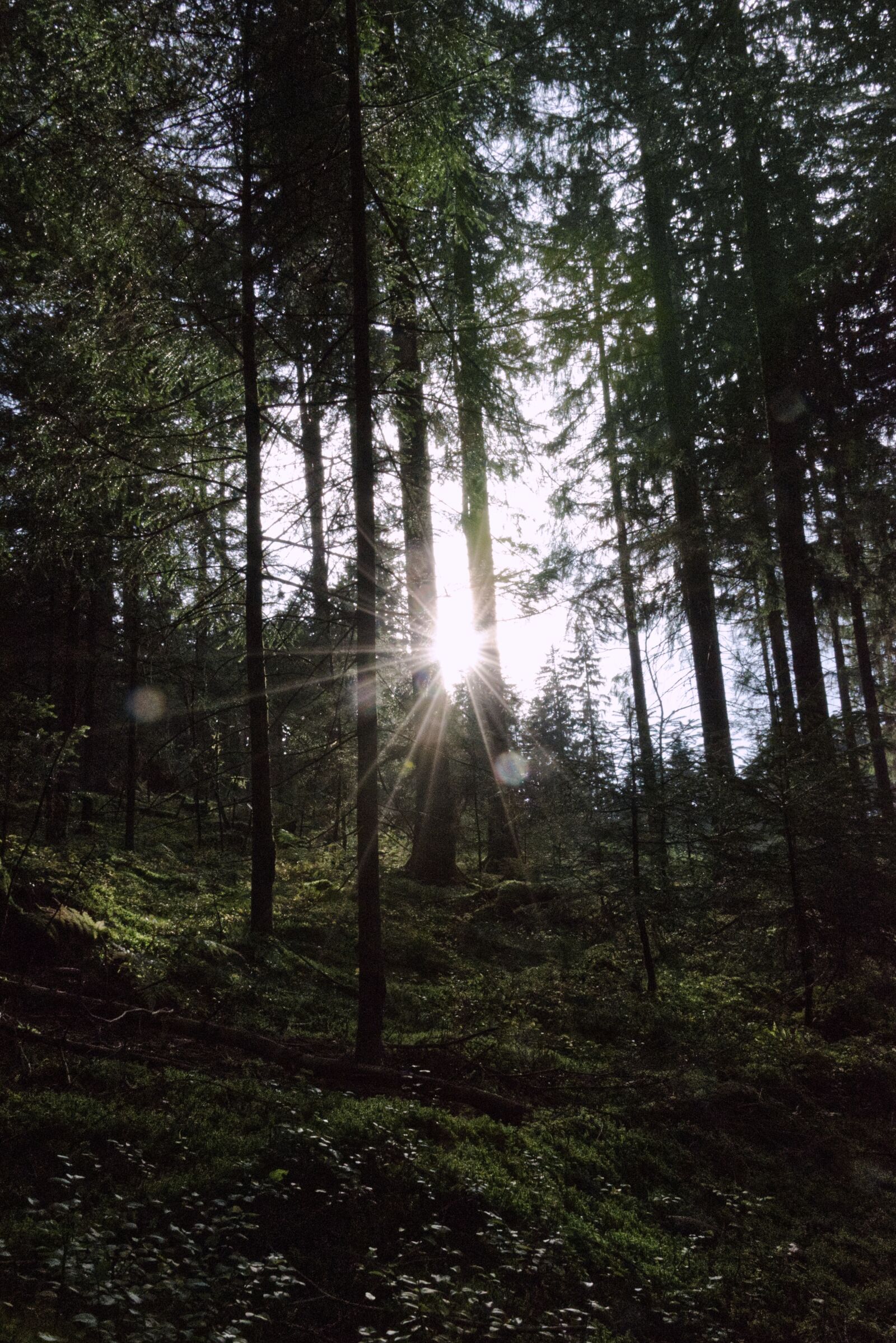 Nikon D5300 sample photo. Forest, sun, sunlight photography