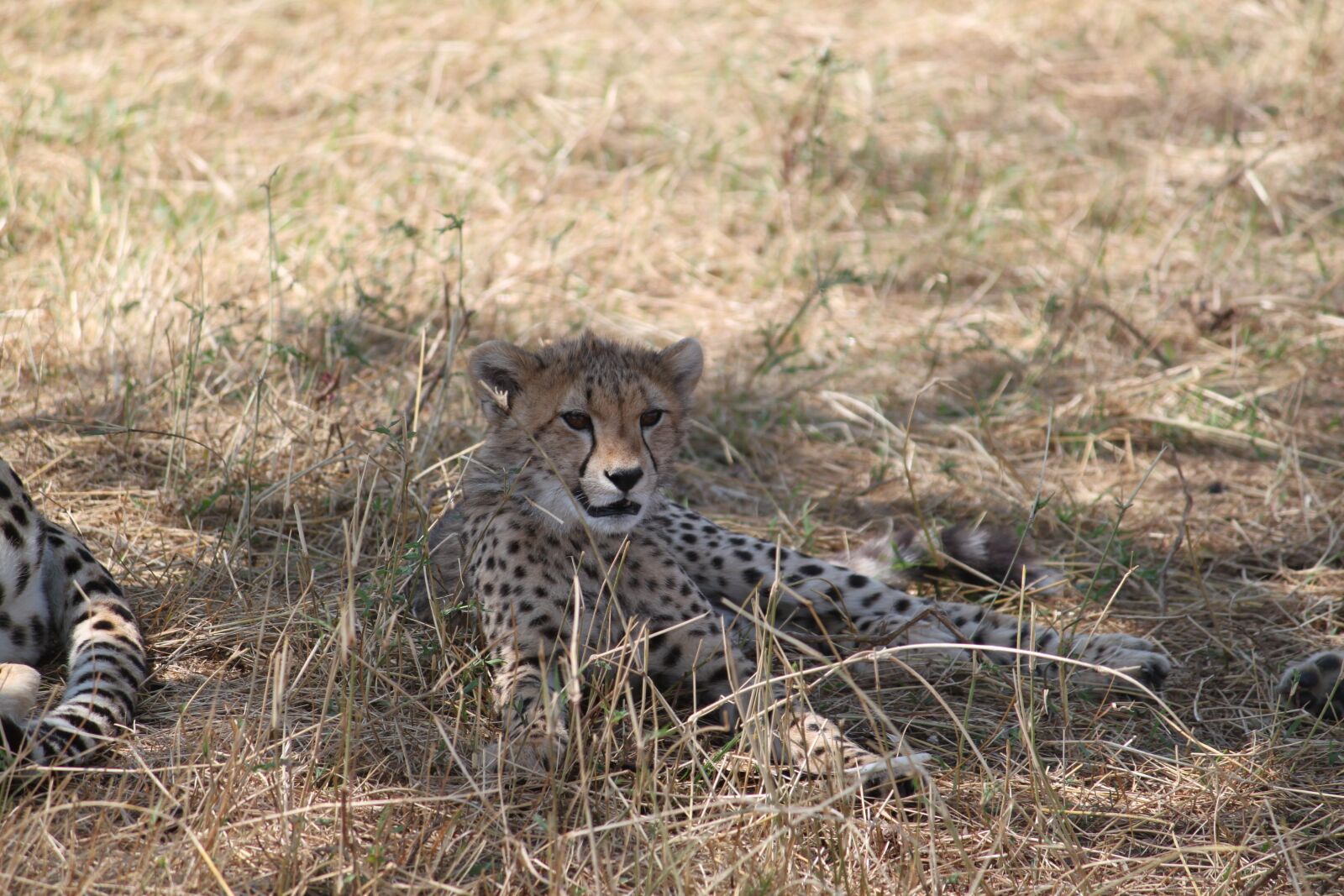 Canon EOS 500D (EOS Rebel T1i / EOS Kiss X3) sample photo. Africa, safari, tanzania photography
