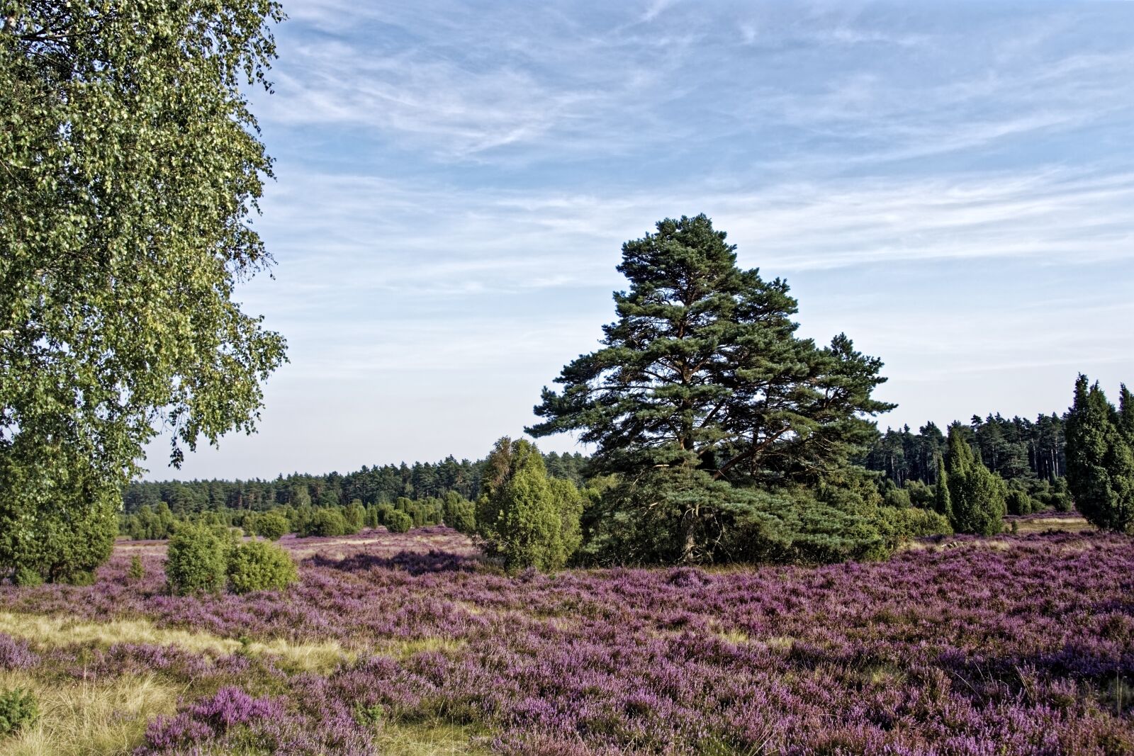 Nikon D500 sample photo. Germany, l neburg heath photography