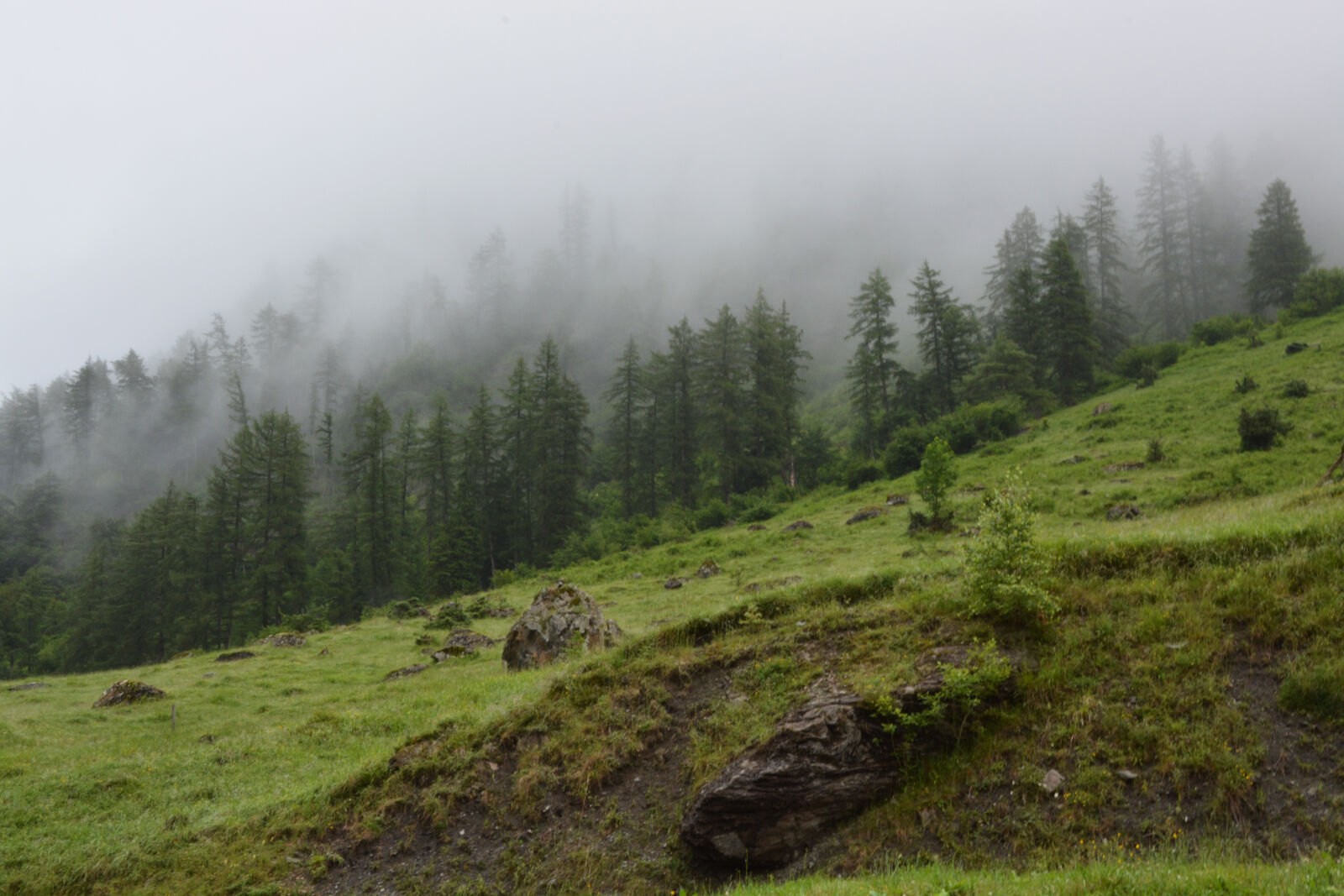 Nikon D5200 sample photo. Fog, forest, hike, landscape photography