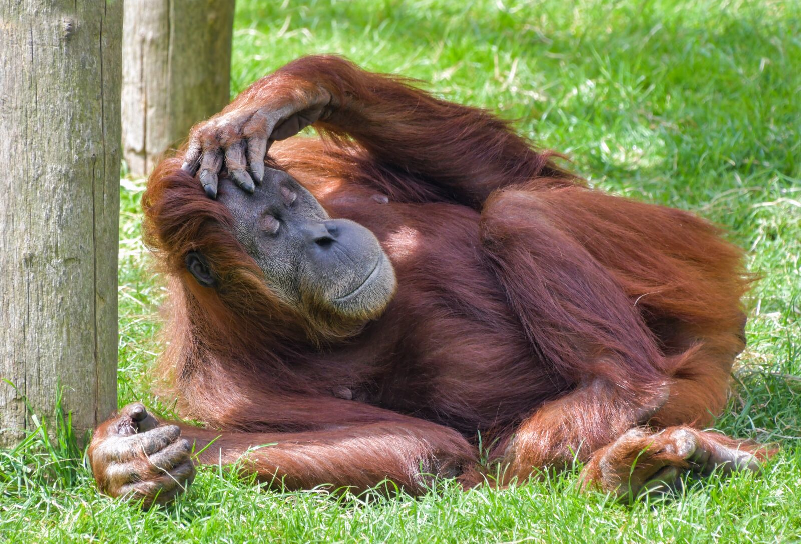 Nikon D500 sample photo. Orangutan, monkey, roux photography