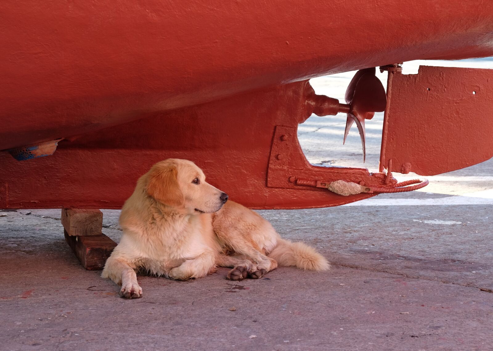 Fujifilm X-T10 sample photo. Pet, dog, ship photography