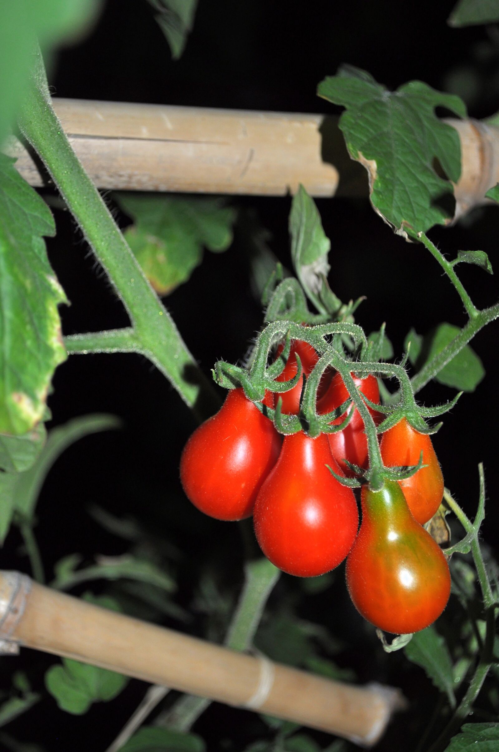 Nikon D5000 sample photo. Tomatoes, vegetale, food photography