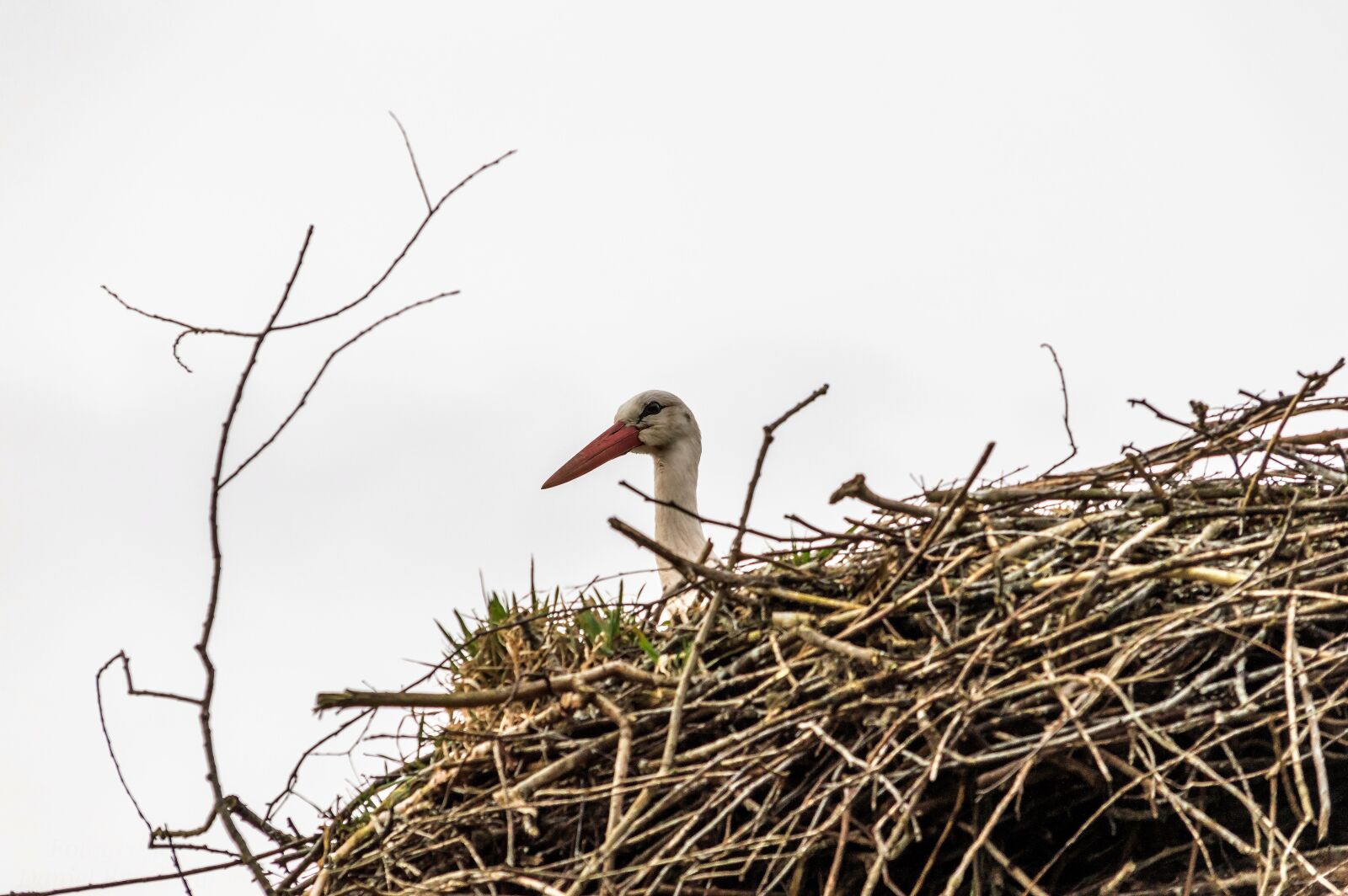 Nikon D3200 sample photo. Rattle stork, nest, stork photography