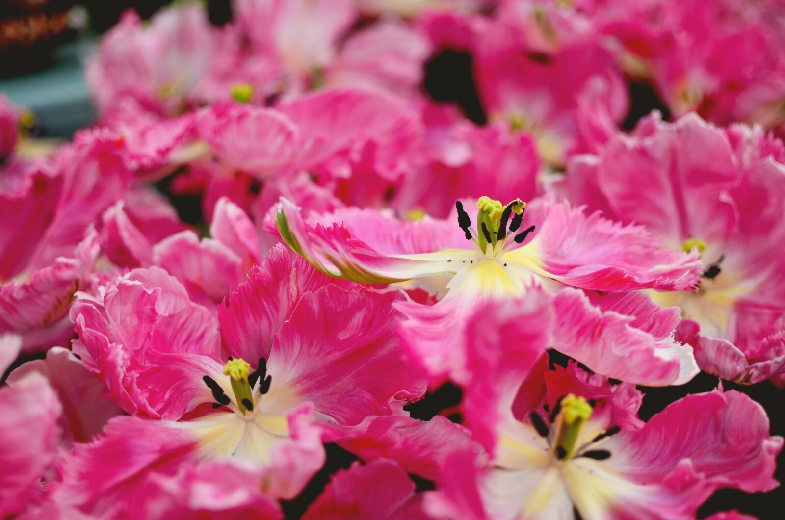 Nikon D5100 sample photo. Garden, flower, pink photography