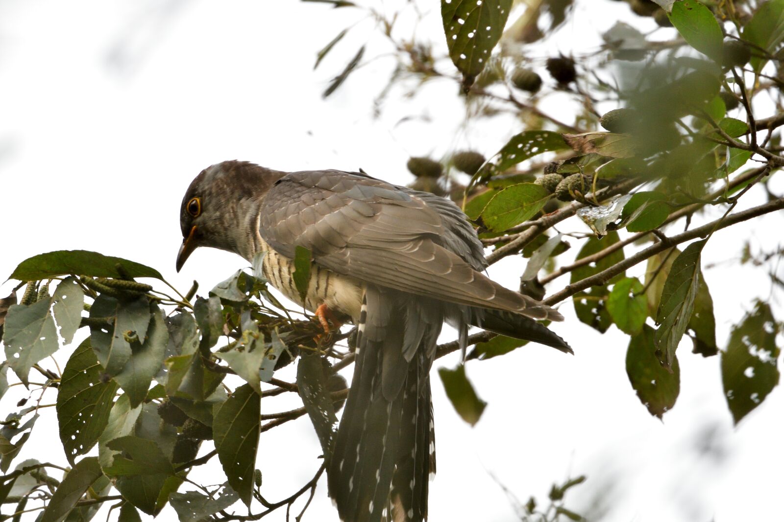 Nikon D500 sample photo. Natural, wood, bird photography
