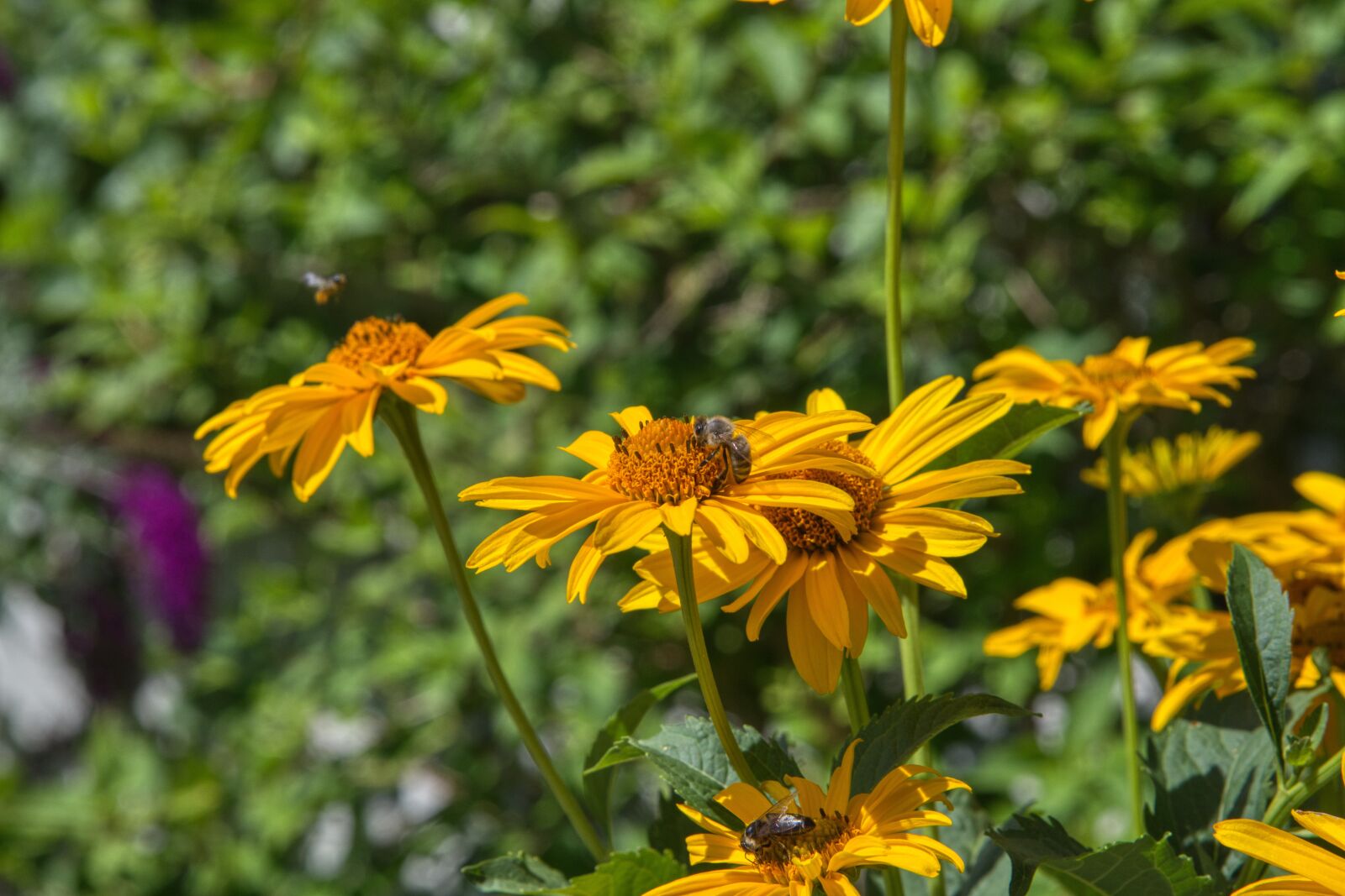 Nikon D850 sample photo. Yellow marguerites, flower, garden photography