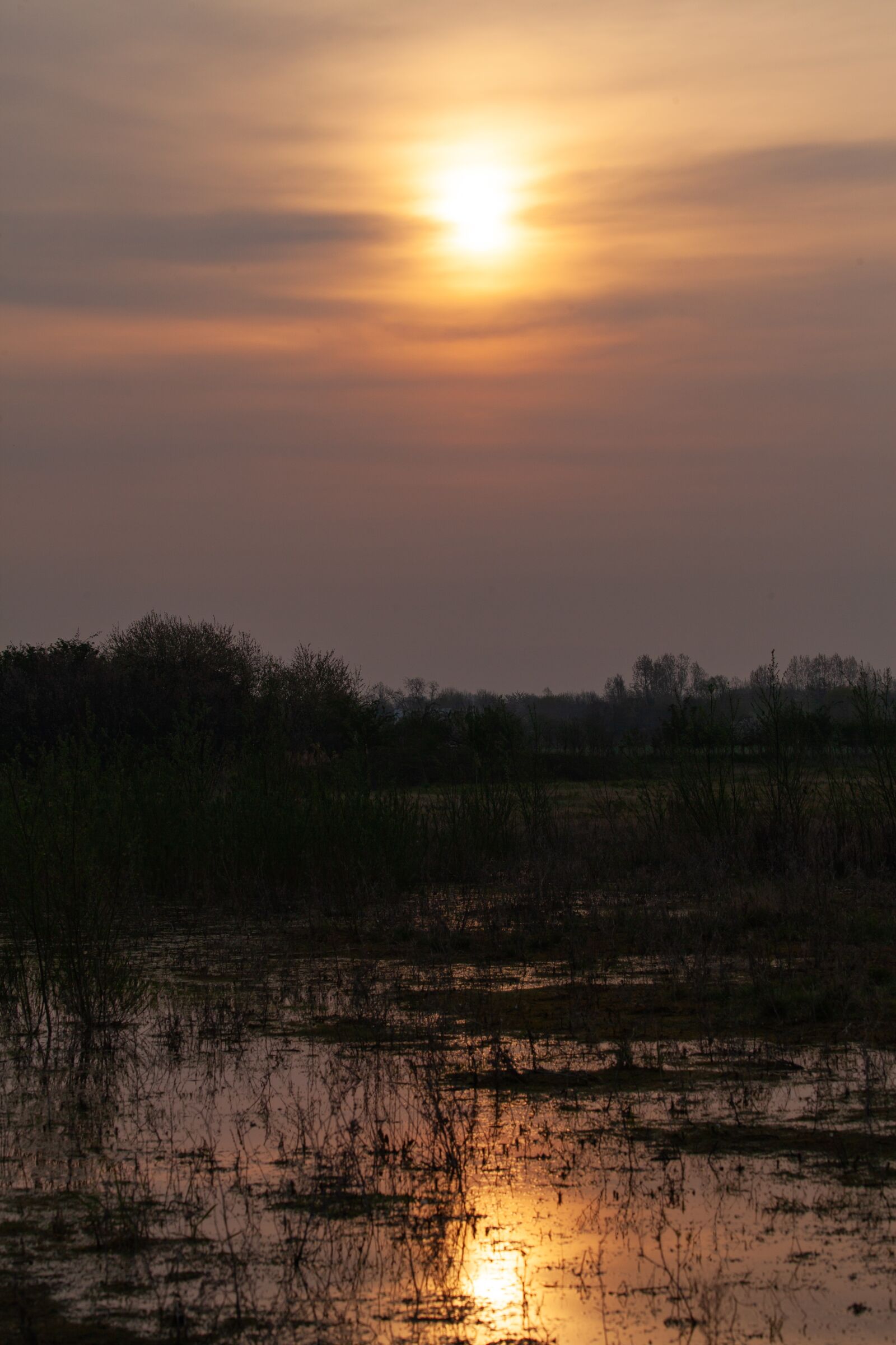 Canon EOS 5D Mark II sample photo. Sunrise, reeds, tree photography