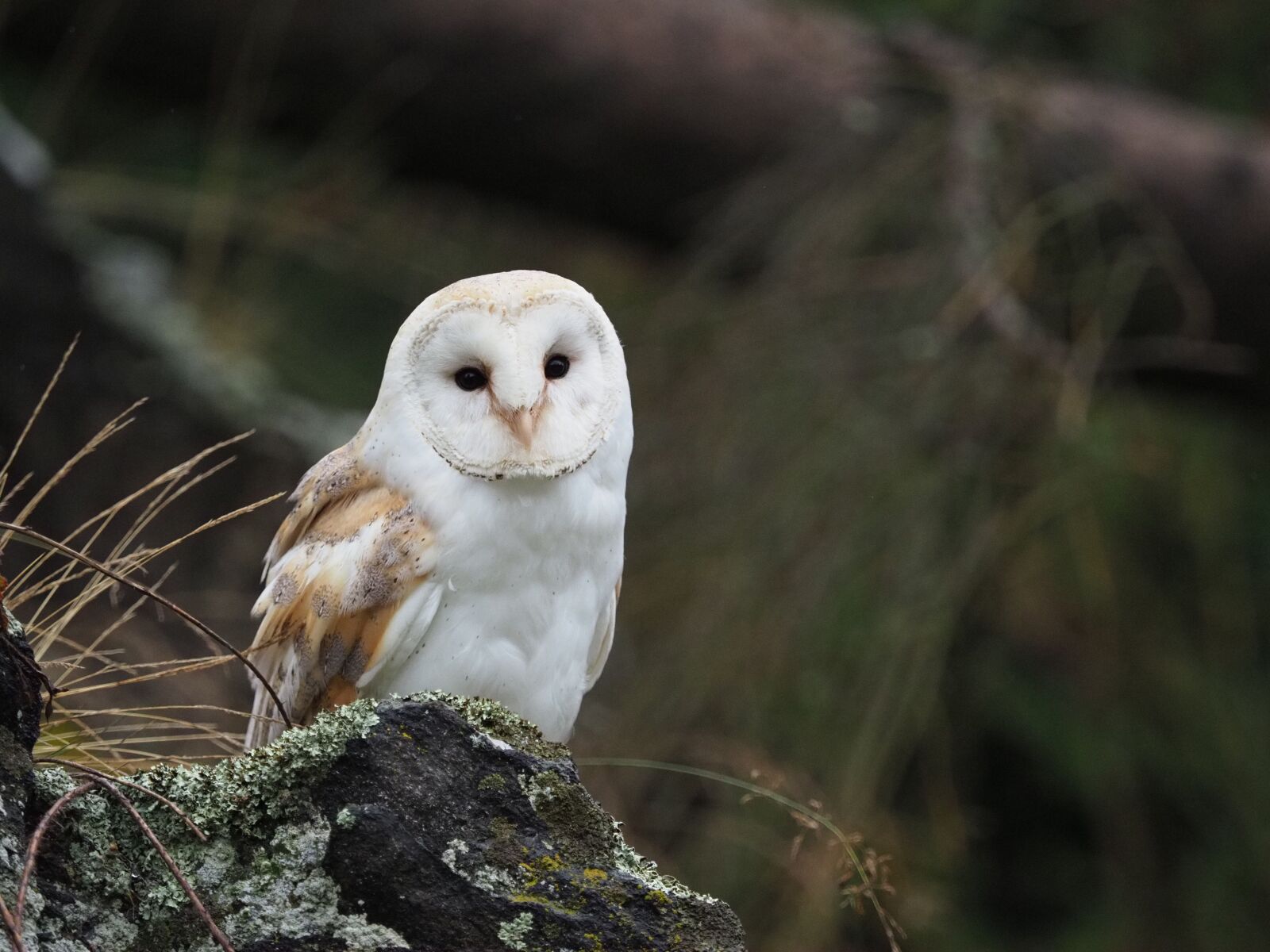 Olympus OM-D E-M1 Mark II + Olympus M.Zuiko Digital ED 40-150mm F2.8 Pro sample photo. Bird, animal, owl photography