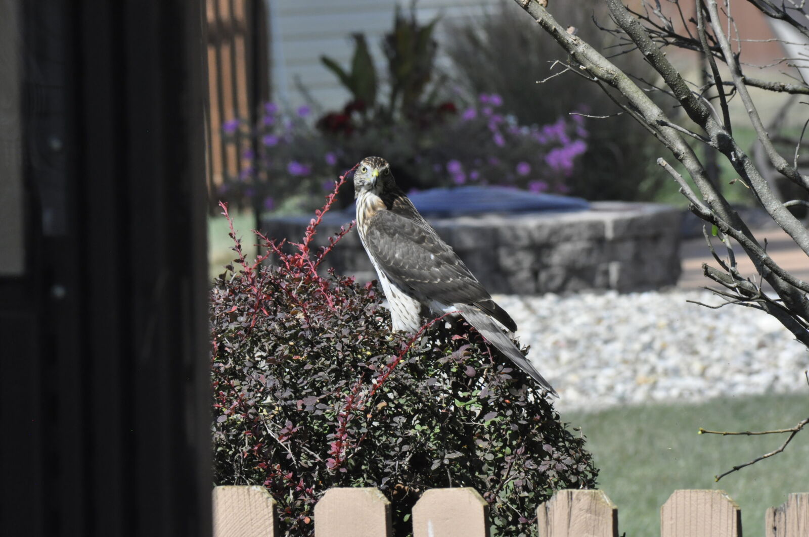 Nikon D5000 sample photo. Sally the falcon photography