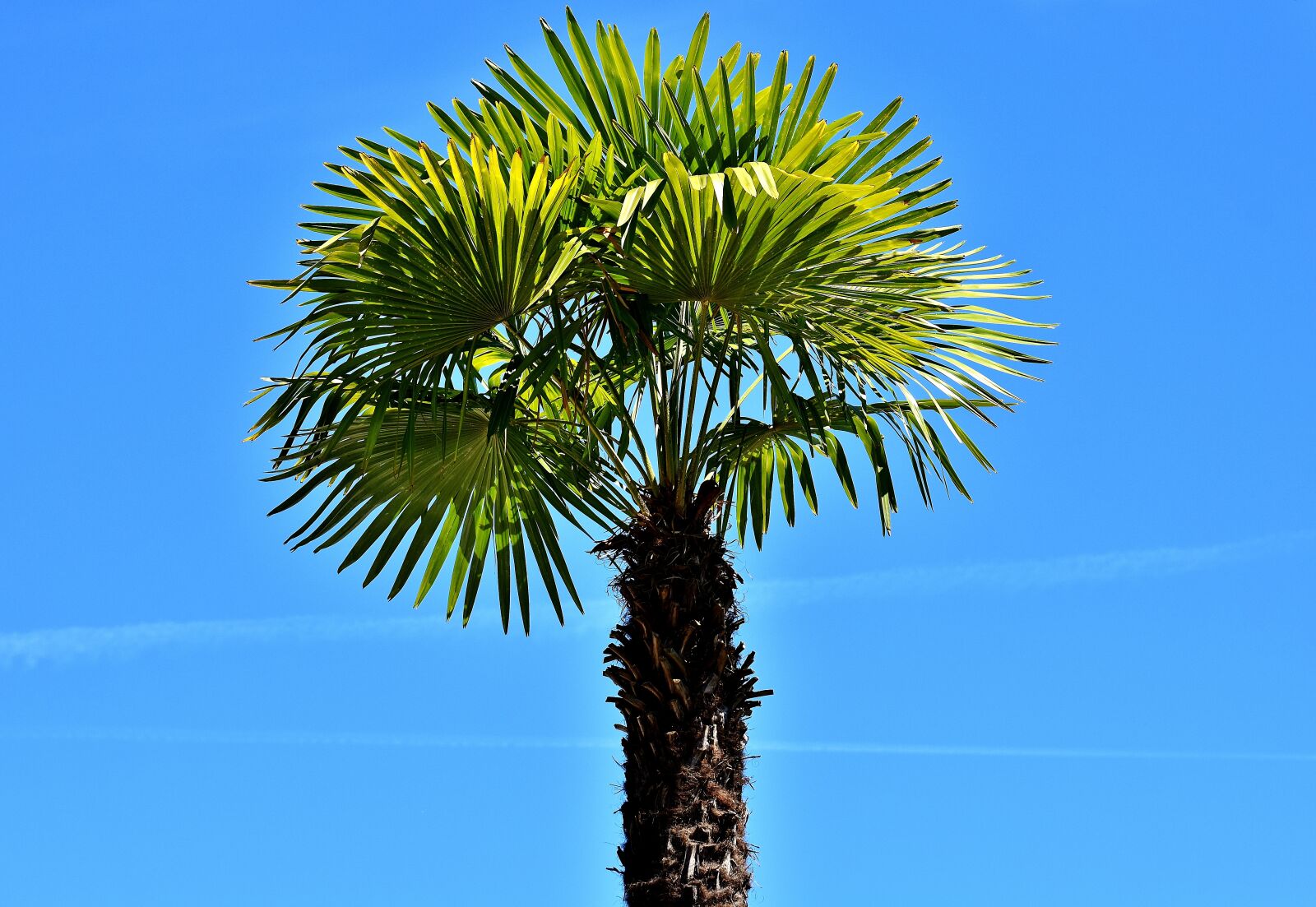 Nikon D7200 sample photo. Palm, summer, holidays photography