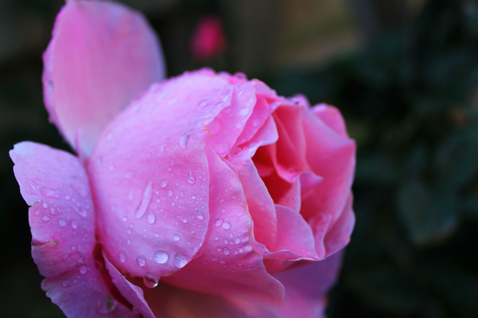 Canon EOS 2000D (EOS Rebel T7 / EOS Kiss X90 / EOS 1500D) sample photo. Pink rose, drops, feeling photography