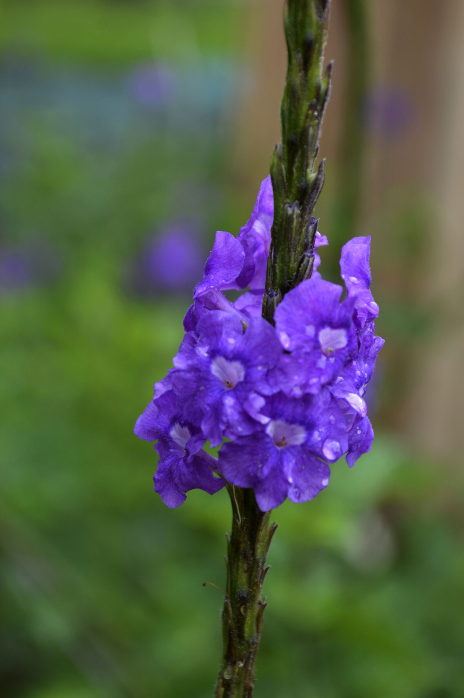 Nikon D3200 sample photo. Flowers, nature, flower photography