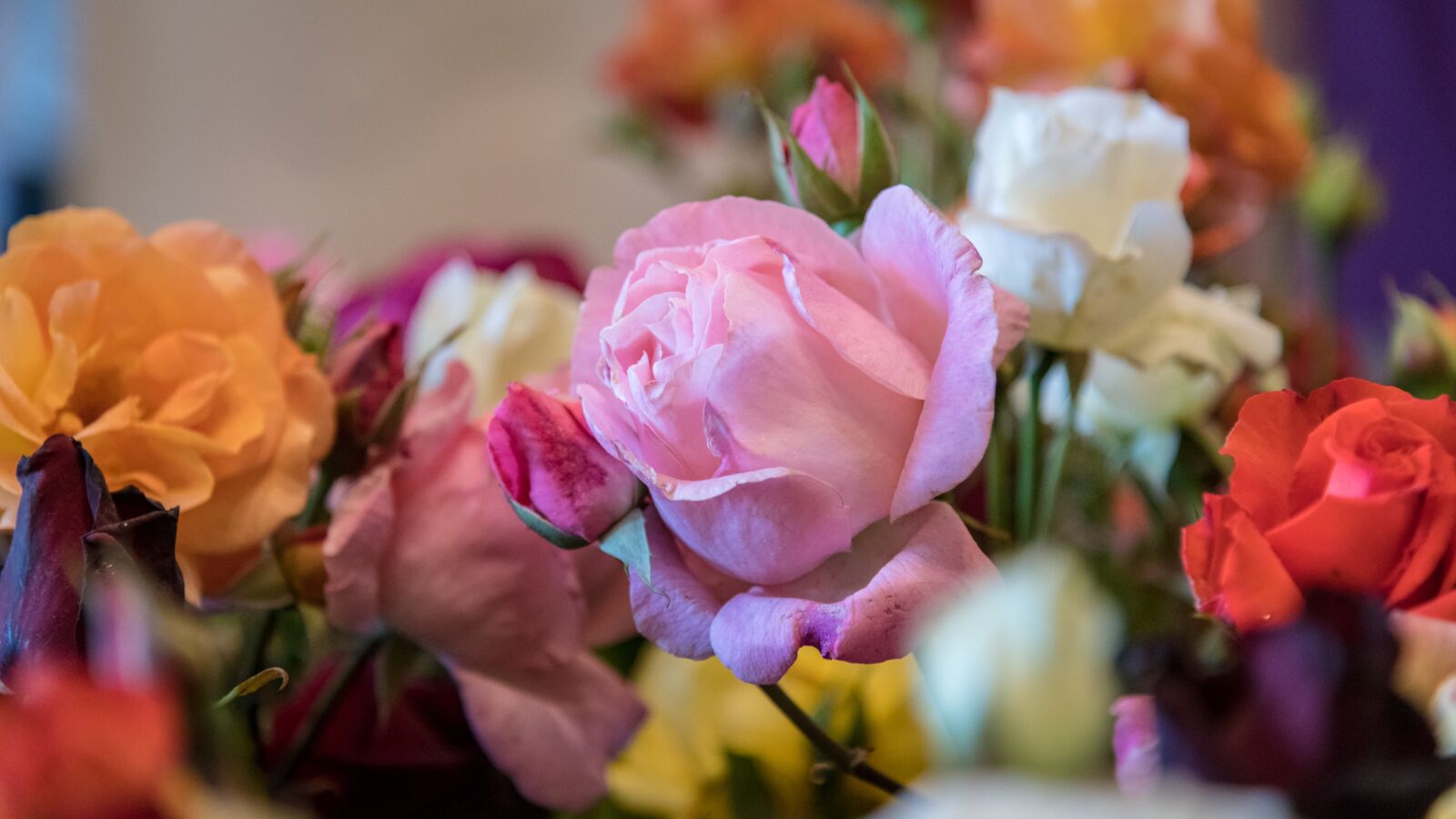 Nikon D850 sample photo. Rose, roses, flowers photography