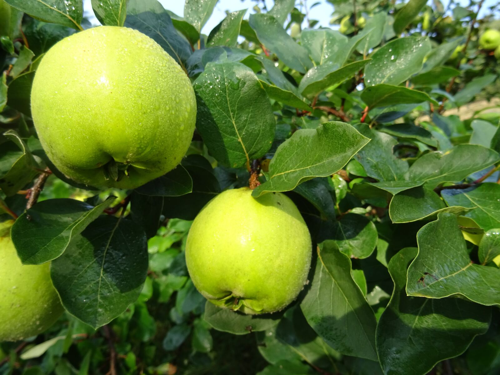 Sony DSC-HX60 sample photo. Fruit, food, leaf photography