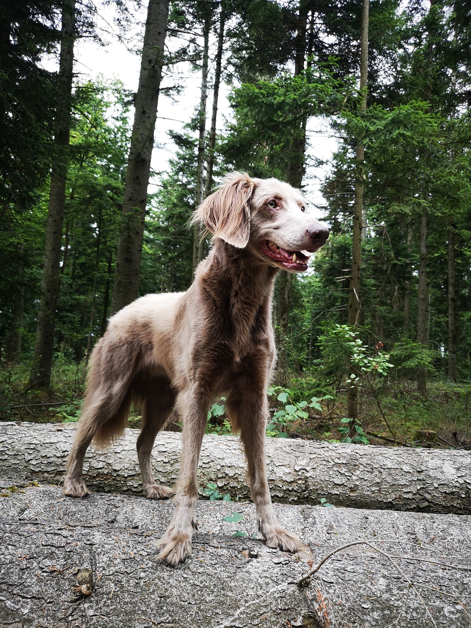 HUAWEI CLT-L29 sample photo. Dog, animal, canine photography