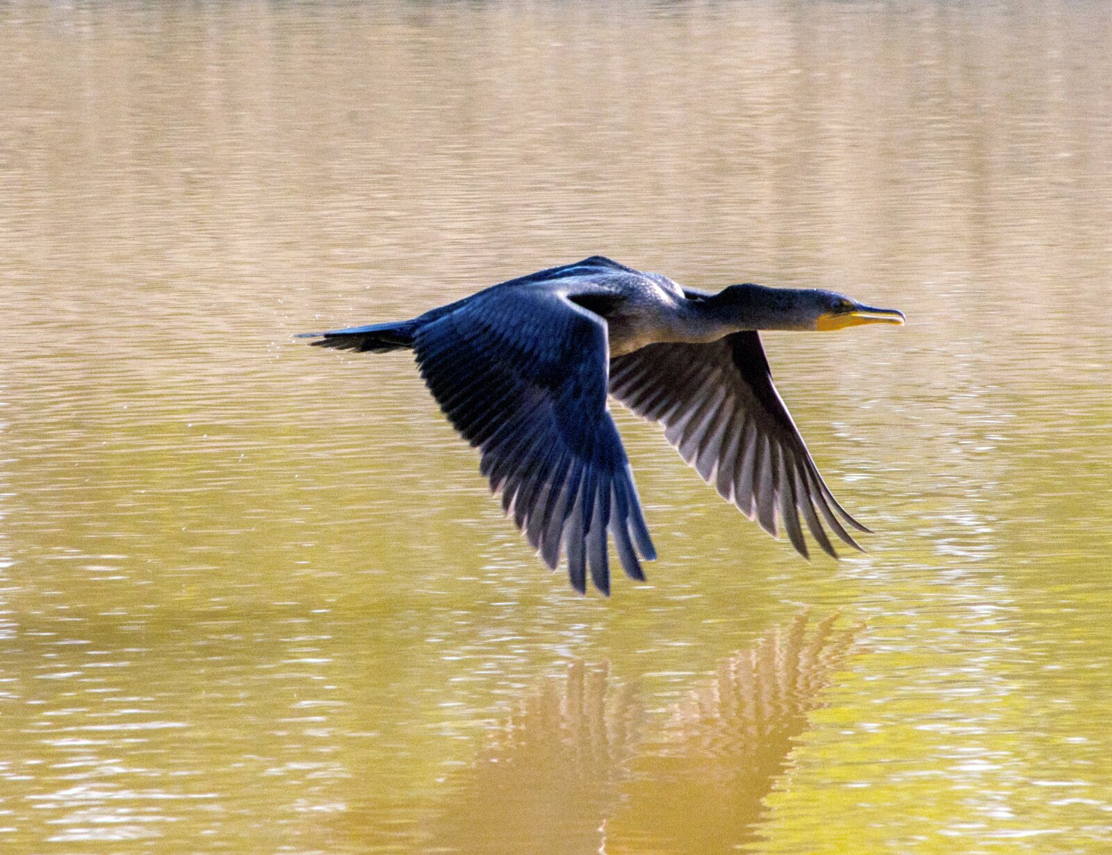 Nikon D90 sample photo. Cormorant, flying, lake photography