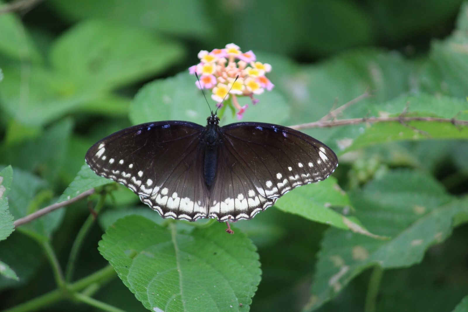 Canon EOS 1200D (EOS Rebel T5 / EOS Kiss X70 / EOS Hi) sample photo. Butterfly, nature, wings photography
