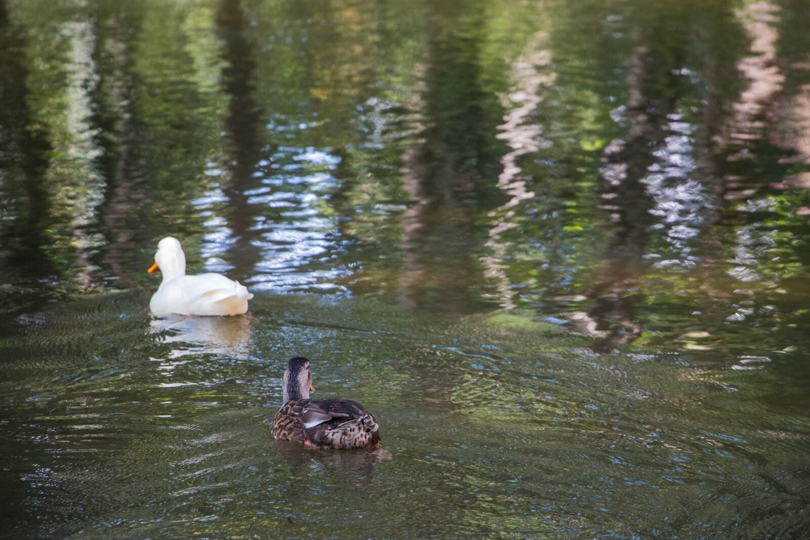 Canon EOS 70D sample photo. Duck, water bird, mallard photography