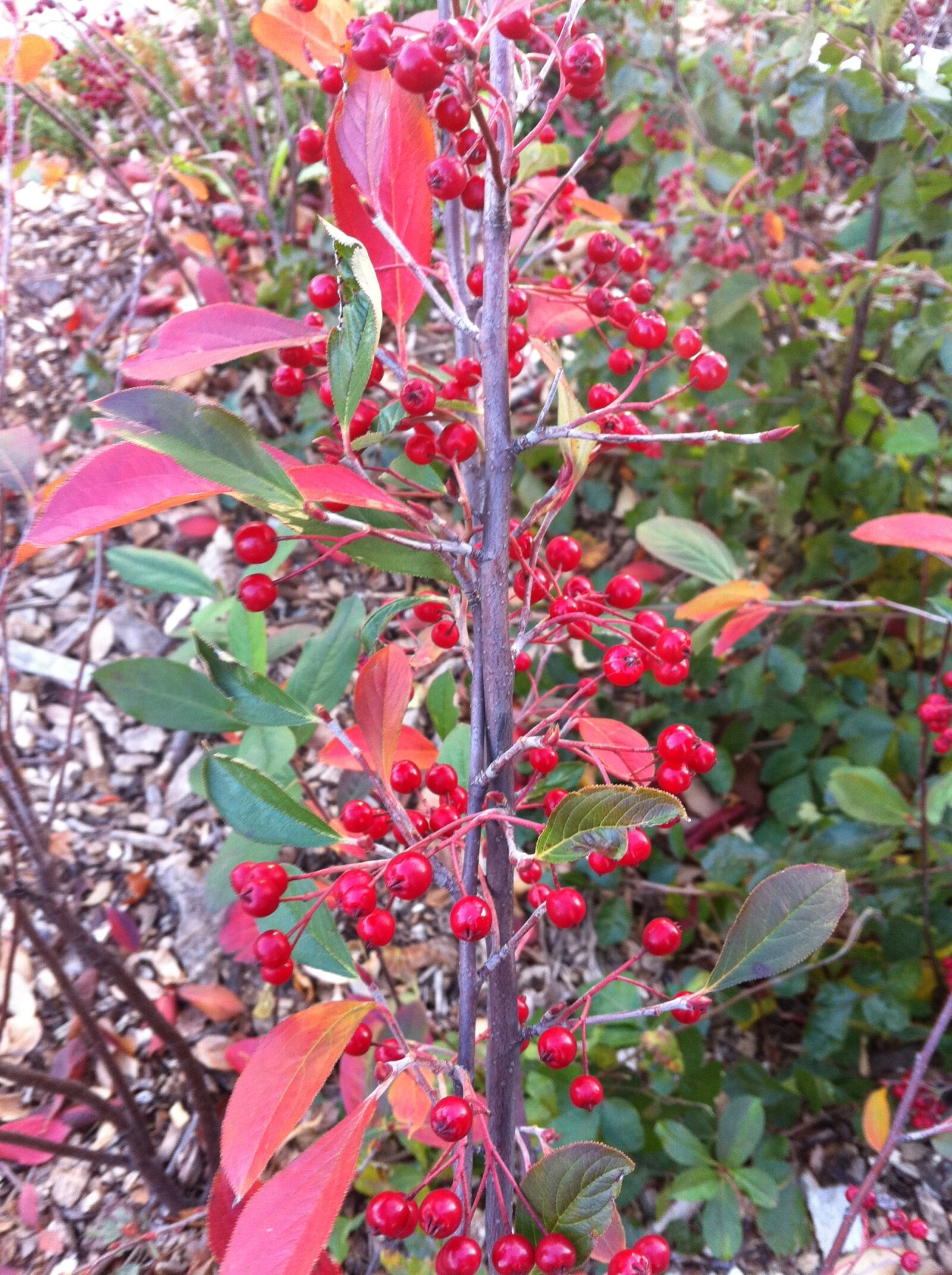 Apple iPhone 4 sample photo