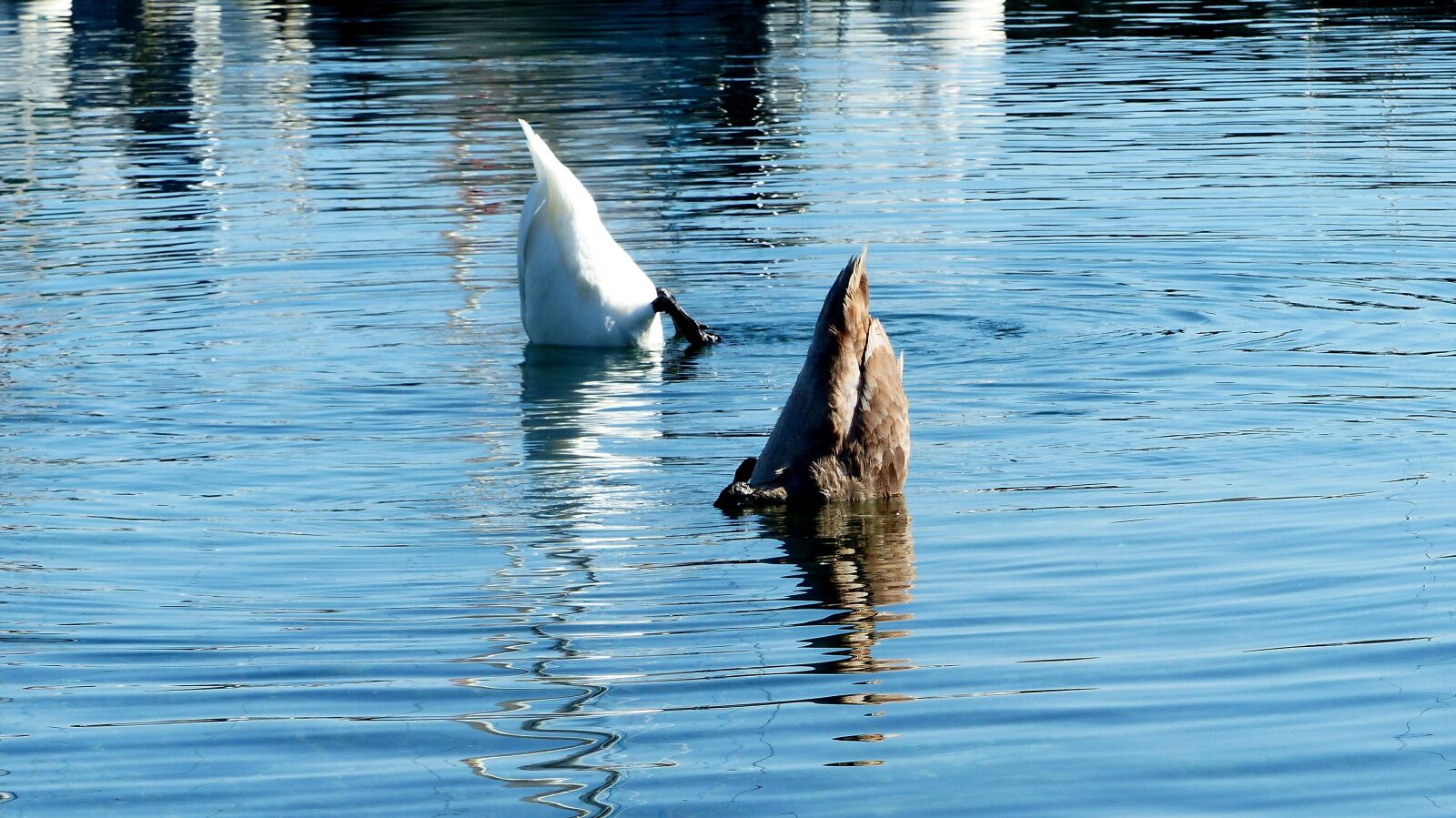 Panasonic Lumix DMC-FZ200 sample photo. Swan, lake, white photography
