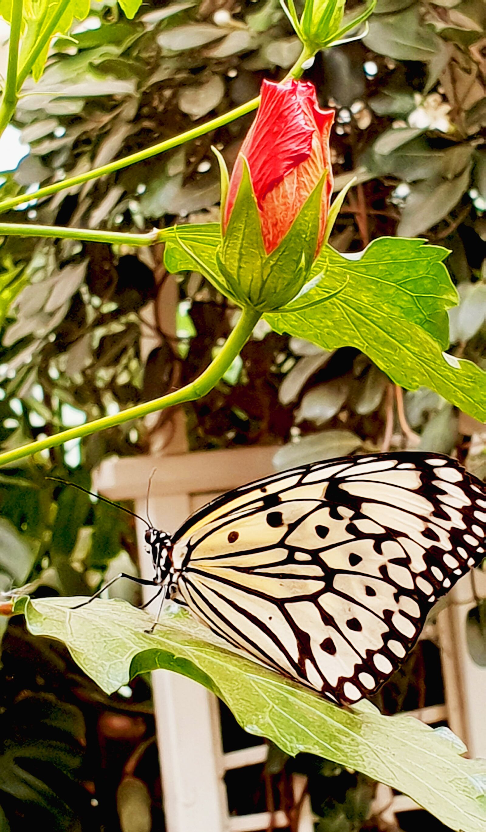 Samsung Galaxy S9 sample photo. Butterfly, insect, nature photography
