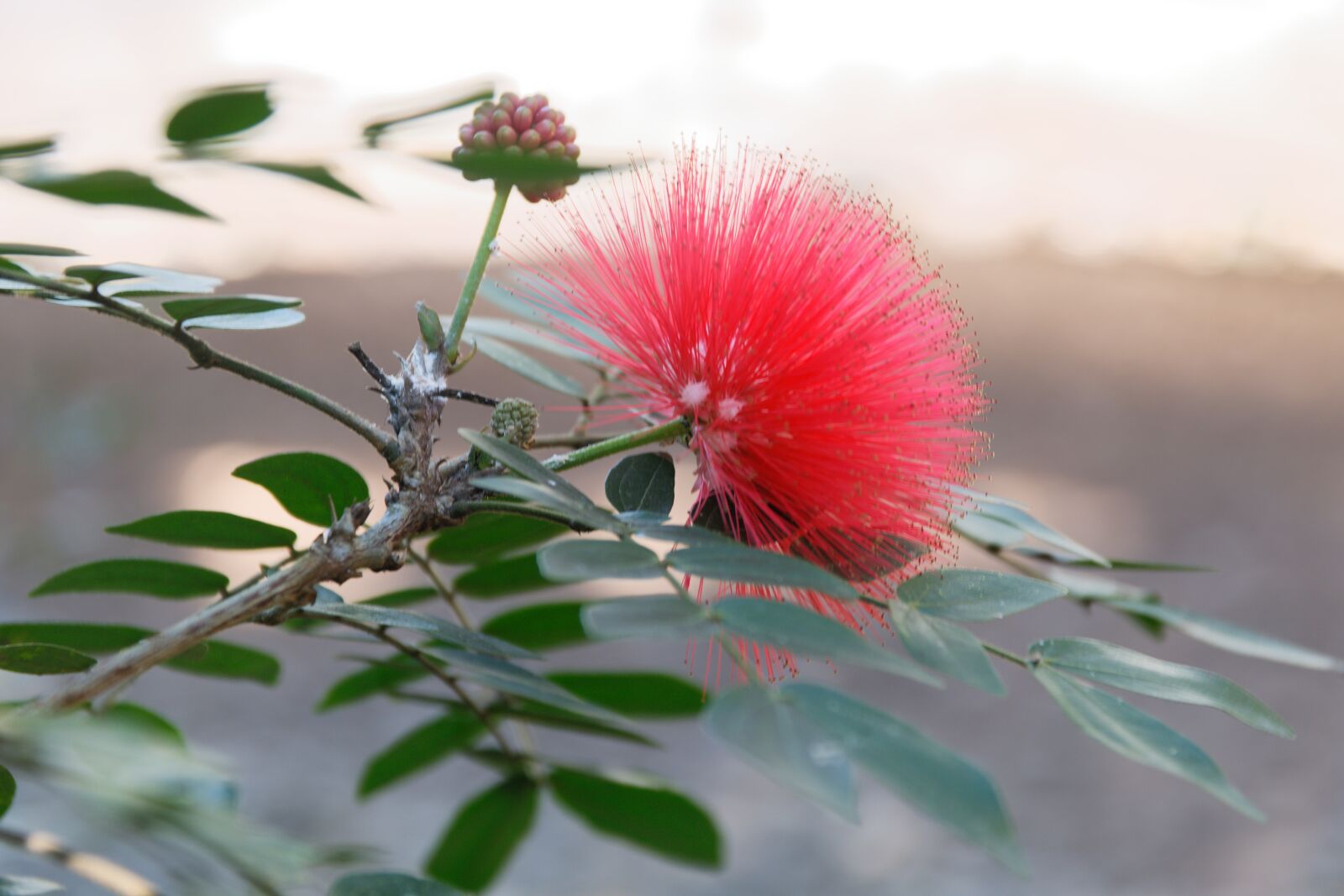 Canon EOS 750D (EOS Rebel T6i / EOS Kiss X8i) sample photo. Red, flower, plant photography