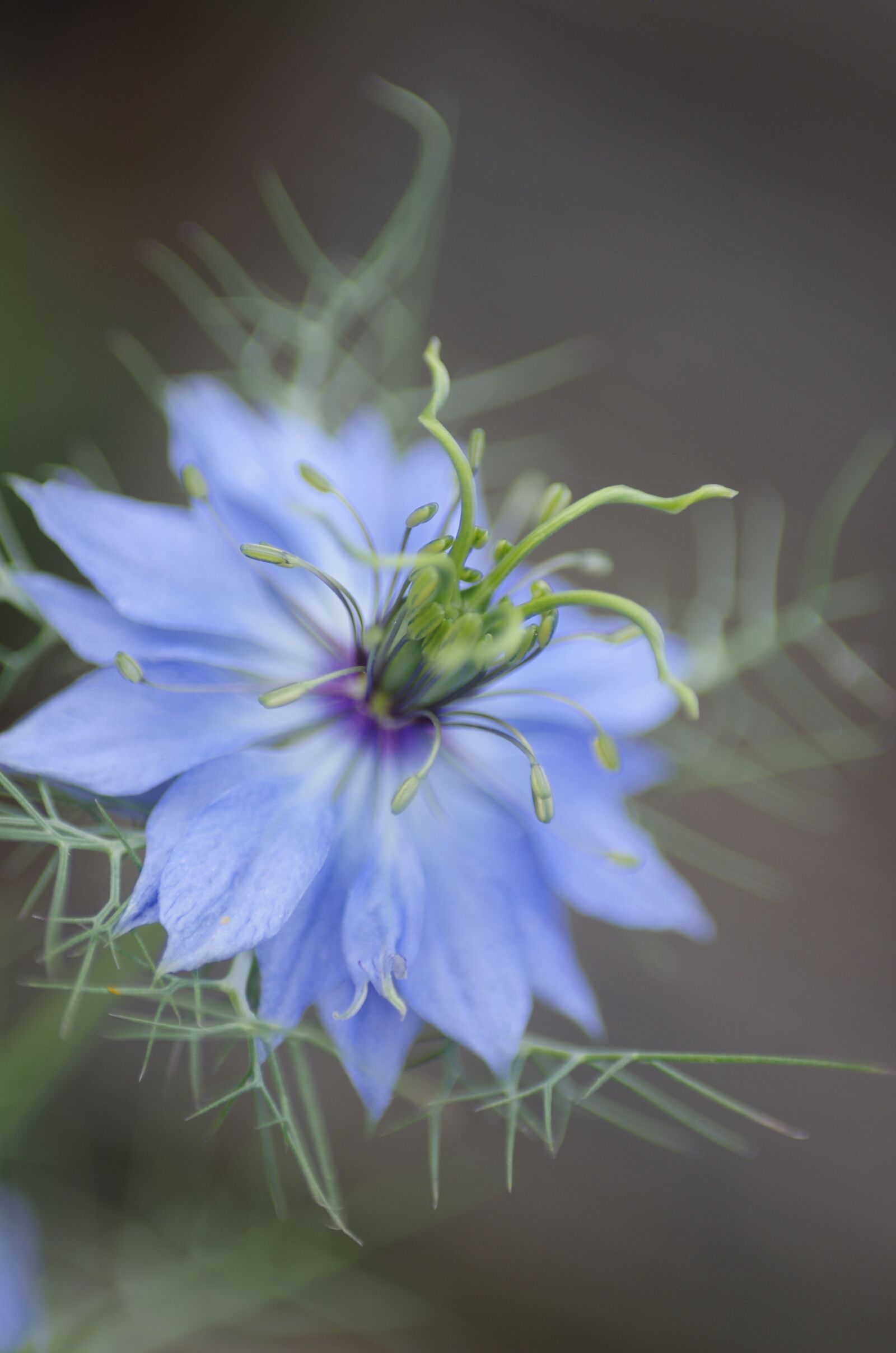 Pentax K-5 sample photo. Nigella, flower, blue photography