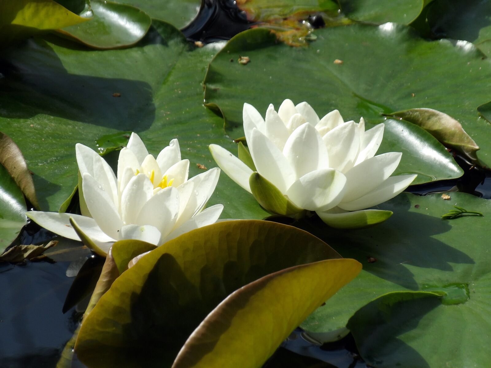 Kodak PIXPRO AZ521 sample photo. Water lily, plant, aquatic photography