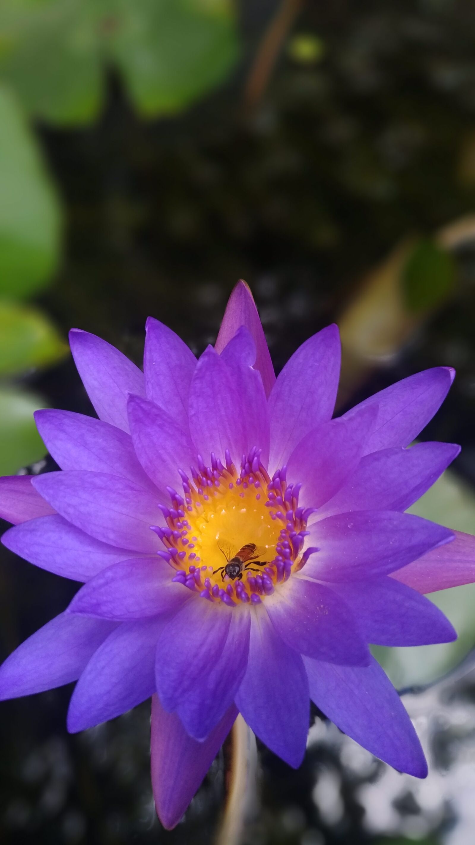 ASUS ZenFone 3 (ZE520KL) sample photo. Flower, nature, lotus photography