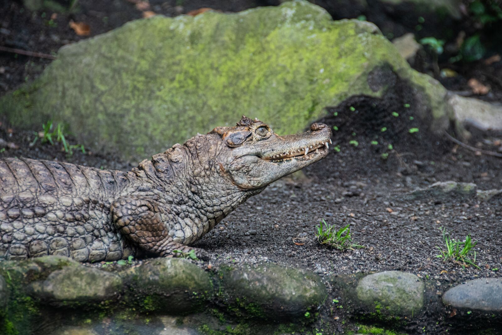 Nikon D5600 sample photo. Crocodile, reptile, animal photography