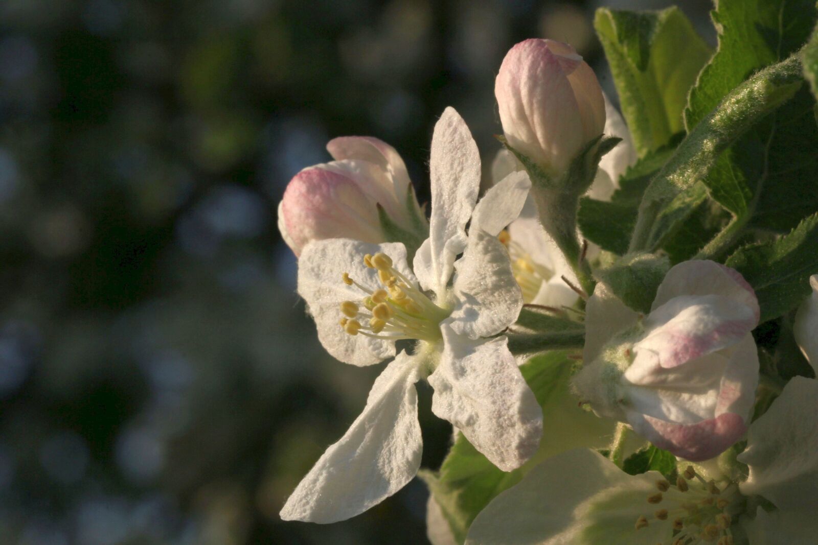 Canon EF 100mm F2.8L Macro IS USM sample photo. Flowers, close up, branch photography