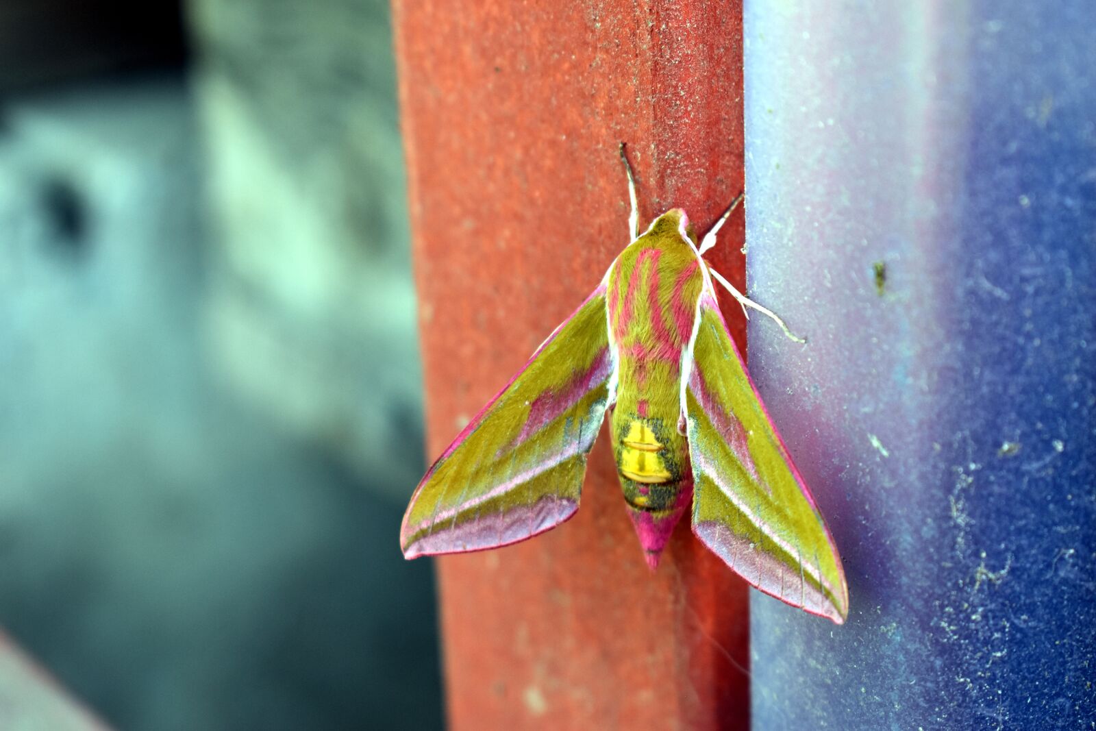 Nikon D5600 sample photo. Moth, insect, elephant-hawk-moth photography