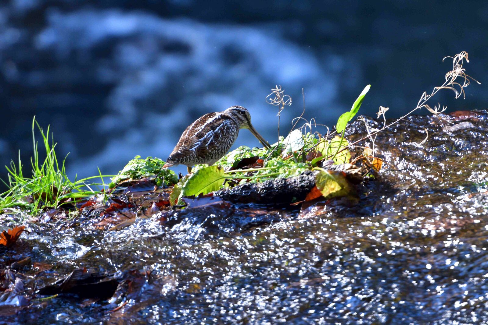 Nikon D500 sample photo. Waters, natural, outdoors photography