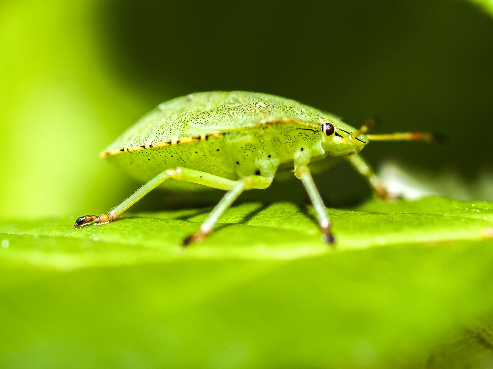 Olympus E-3 sample photo. Bug, stink bug, nature photography