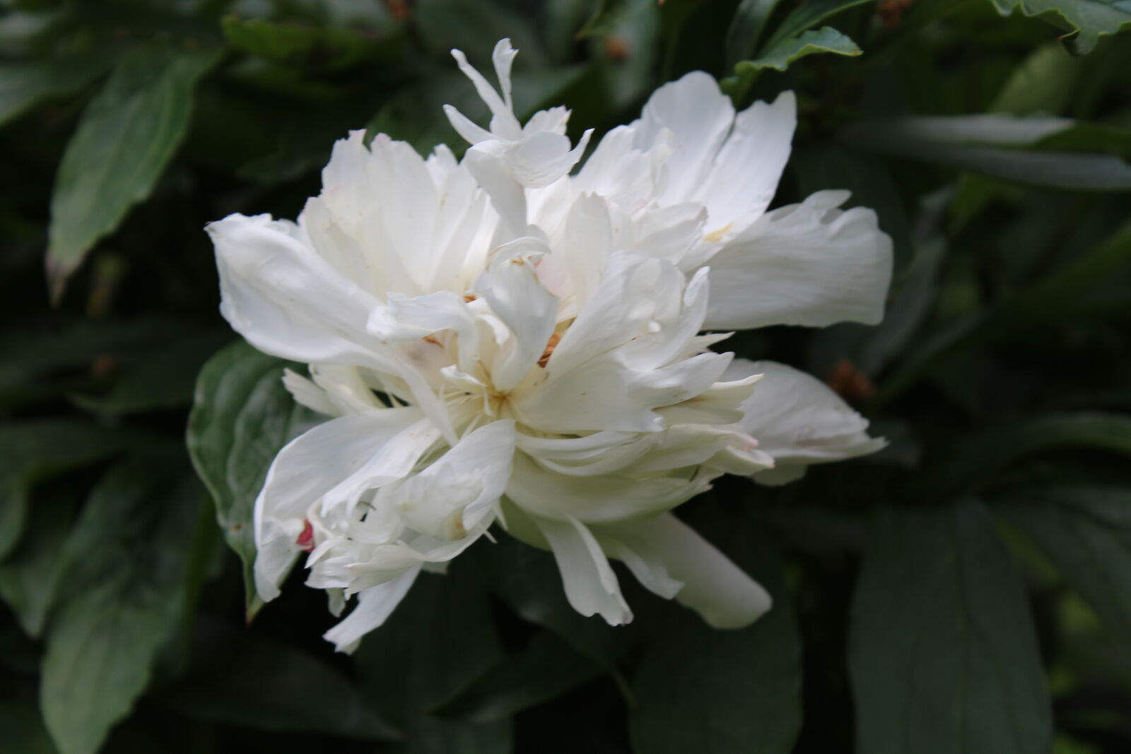 Canon EOS 1200D (EOS Rebel T5 / EOS Kiss X70 / EOS Hi) sample photo. Flower, flowers, nature photography