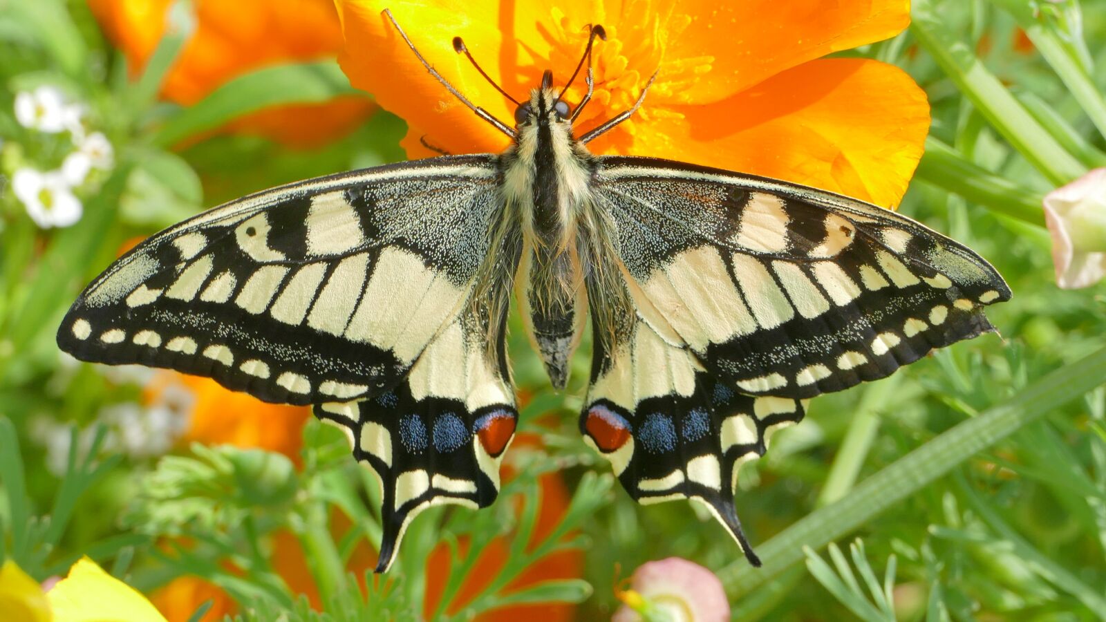 Panasonic Lumix DMC-FZ1000 sample photo. Butterfly, swallowtail, insect photography