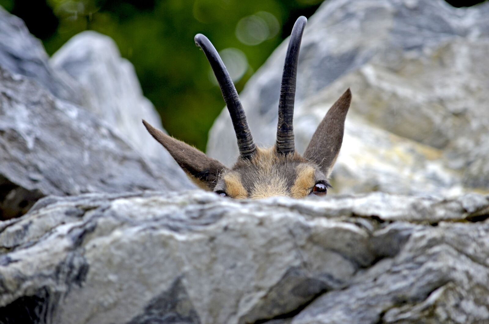 Nikon D5100 sample photo. Chamois, alpengämse, hide photography