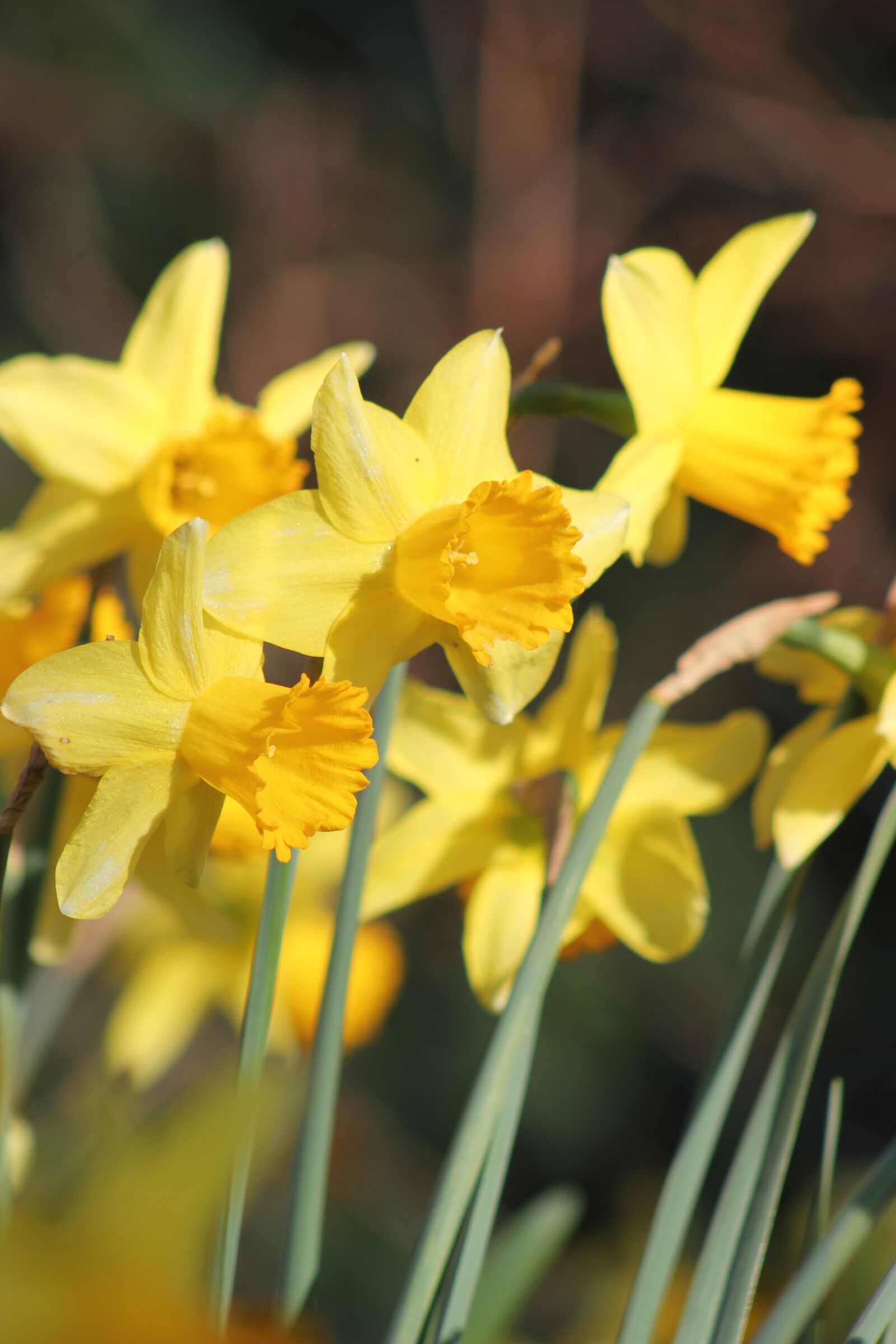 Canon EOS 550D (EOS Rebel T2i / EOS Kiss X4) sample photo. Daffodils, plant, spring photography