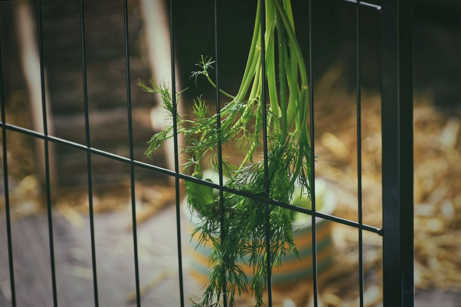 Nikon D7200 sample photo. Grid, stall, enclosure photography