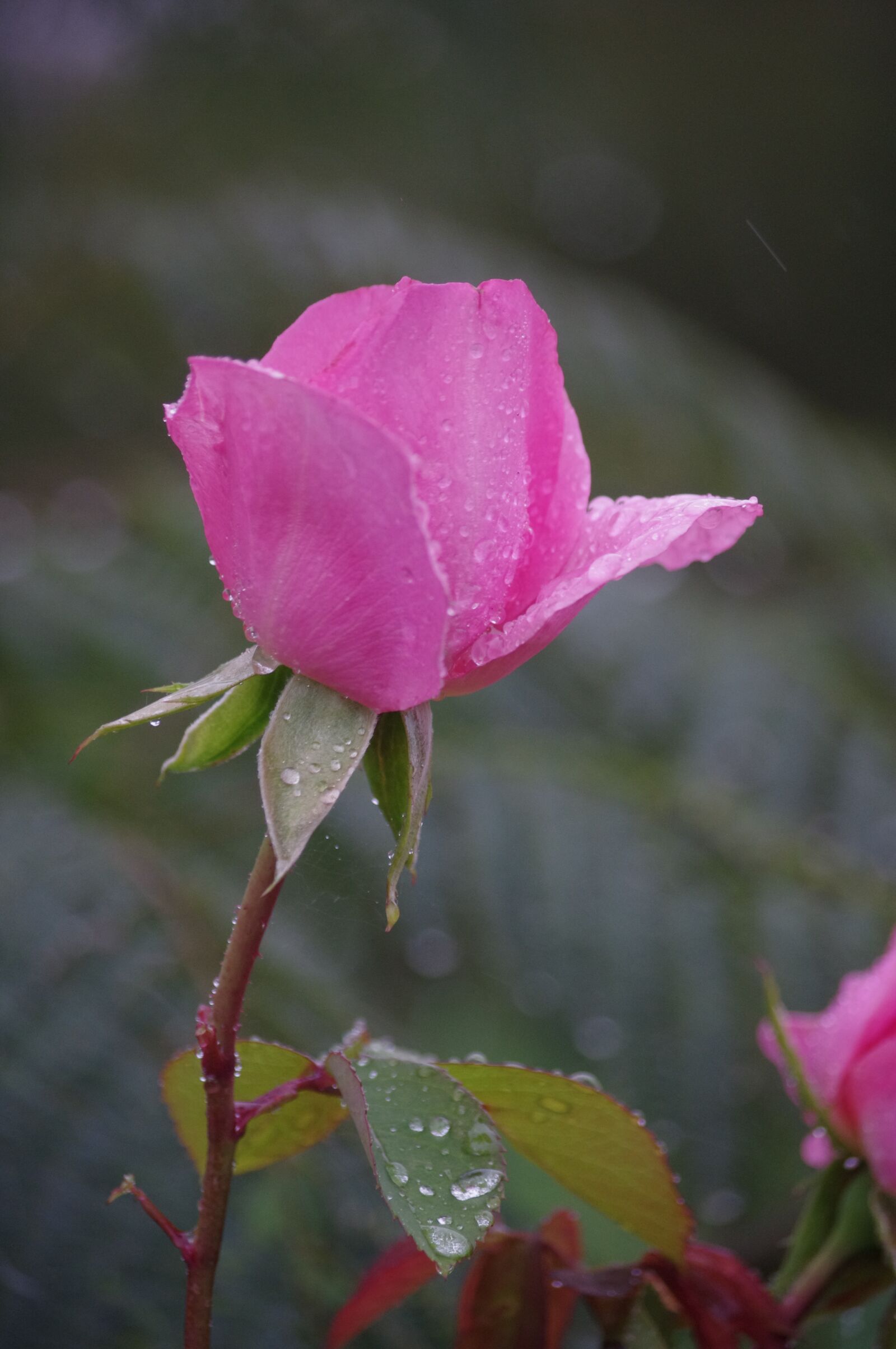 Pentax K-r sample photo. Pink, flowers, garden photography