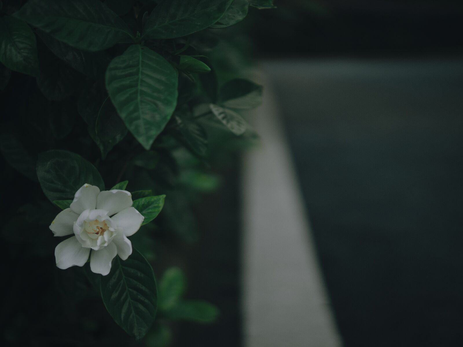 XIAOYI 42.5mm F1.8 sample photo. Flower, line, road photography